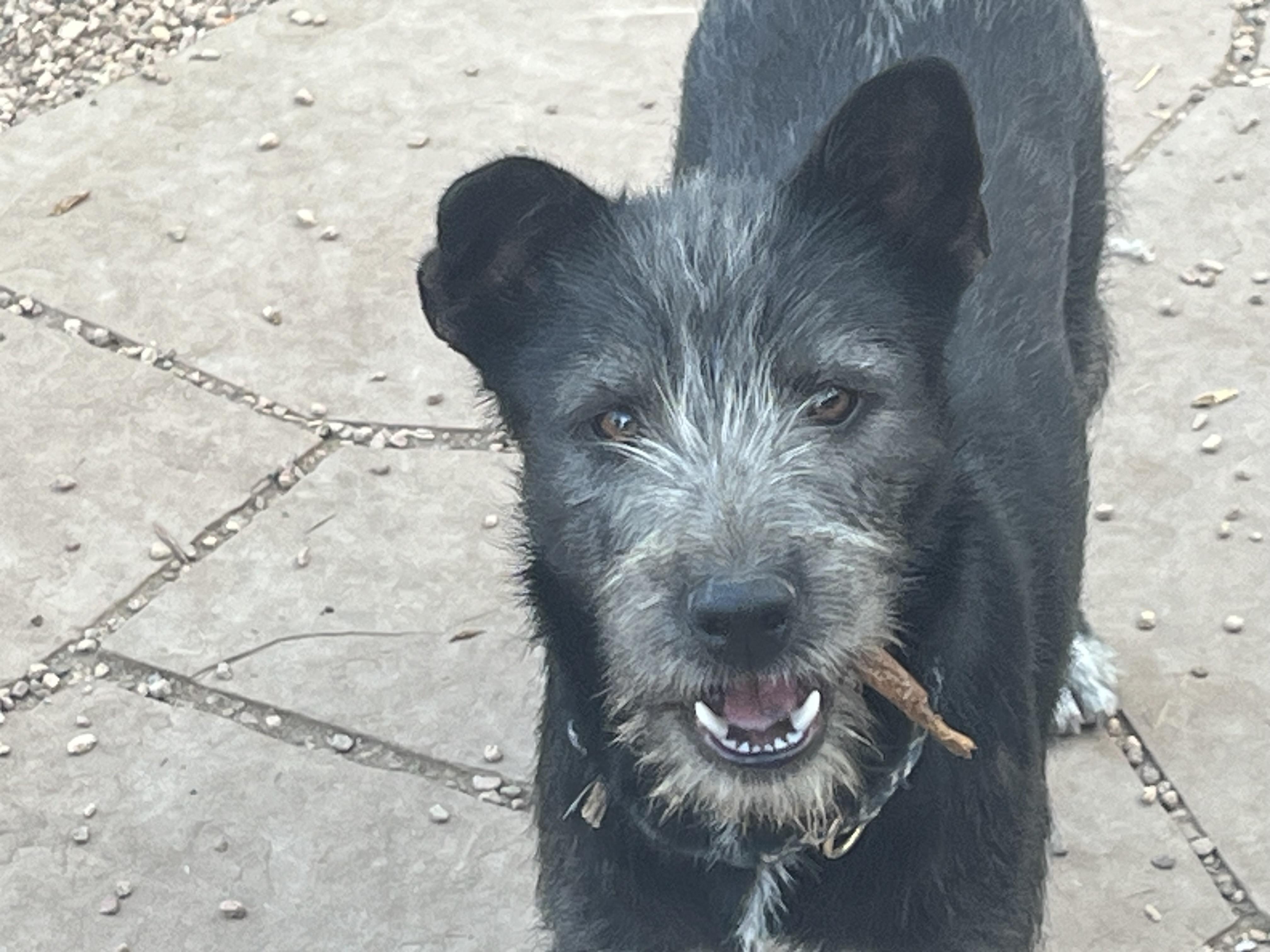 Enlarge Zamboni, a Adoptable mixed breed in Longmont, CO image 1/3