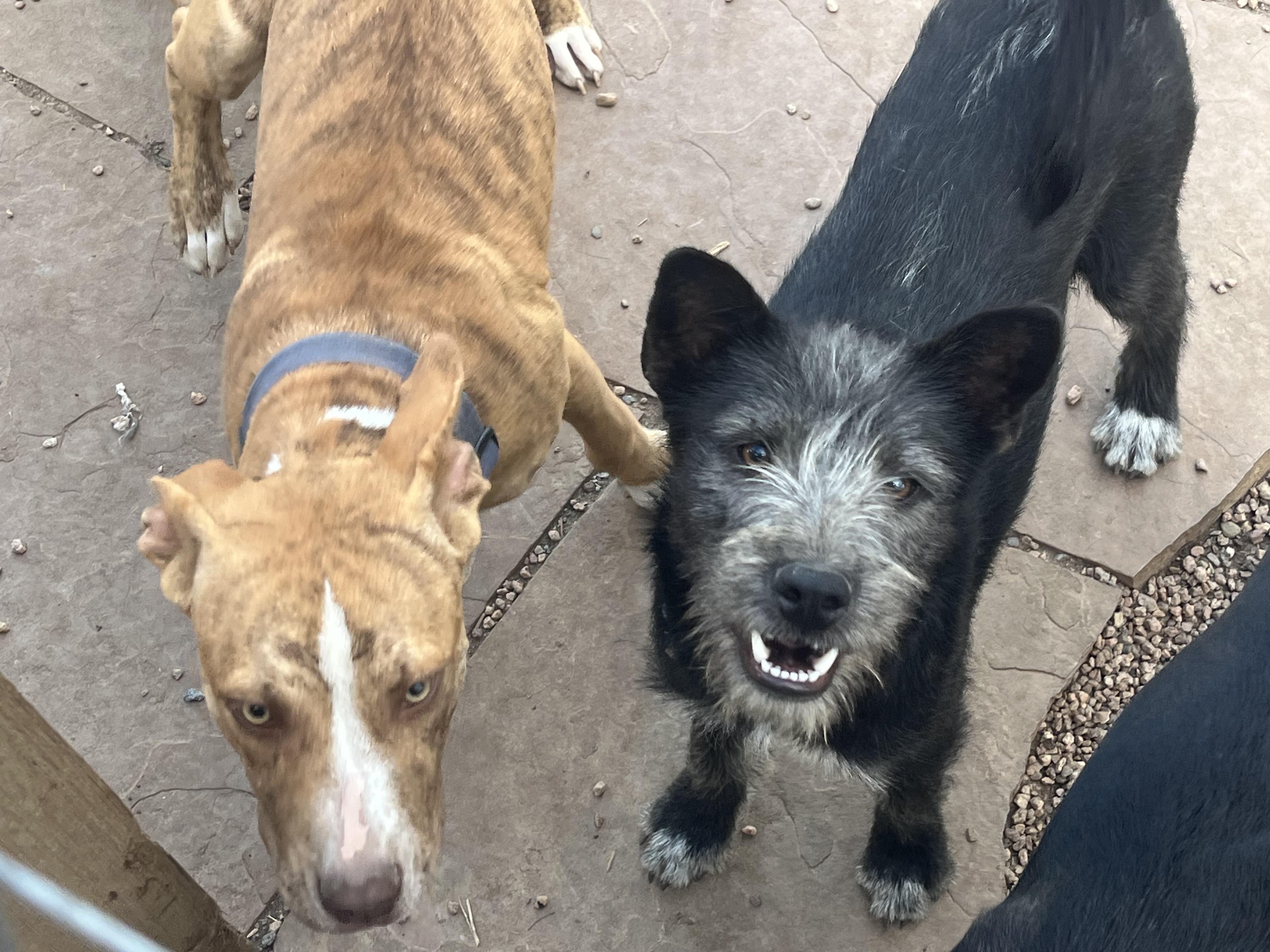 Enlarge Zamboni, a Adoptable mixed breed in Longmont, CO image 2/3