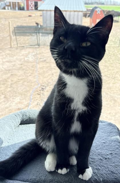 Ike, Adoptable, Young Male Domestic Short Hair & Domestic Short Hair.