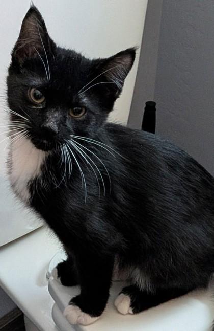 Enlarge Ike, a Adoptable mixed breed in Cecil, WI image 2/2