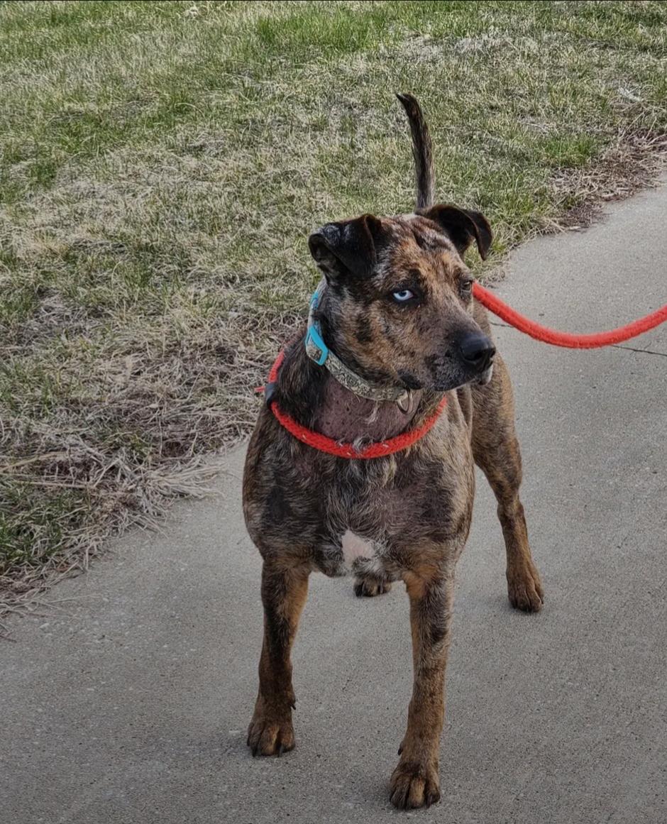 Enlarge Rosanna, a Adoptable Mountain Cur in Le Mars, IA image 4/4