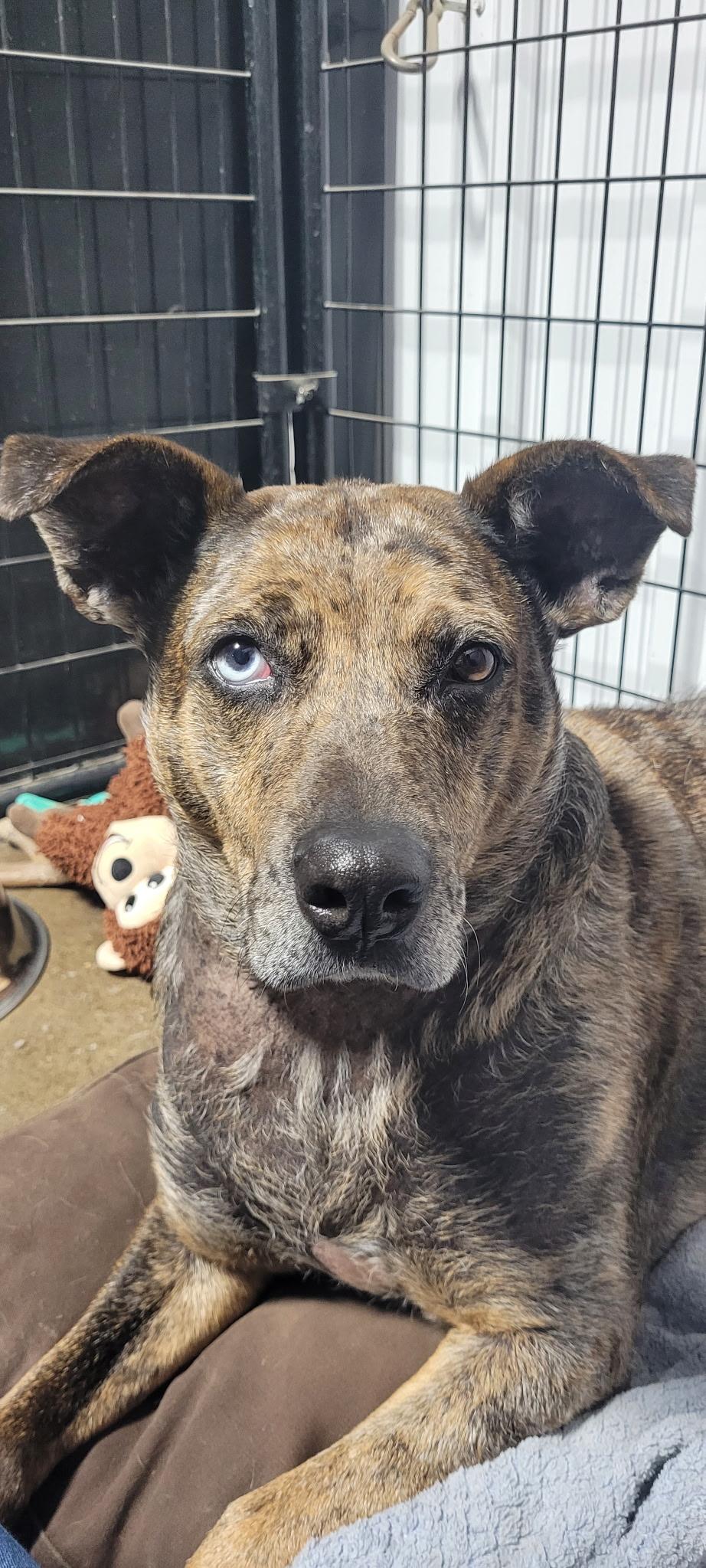 Enlarge Rosanna, a Adoptable Mountain Cur in Le Mars, IA image 1/4