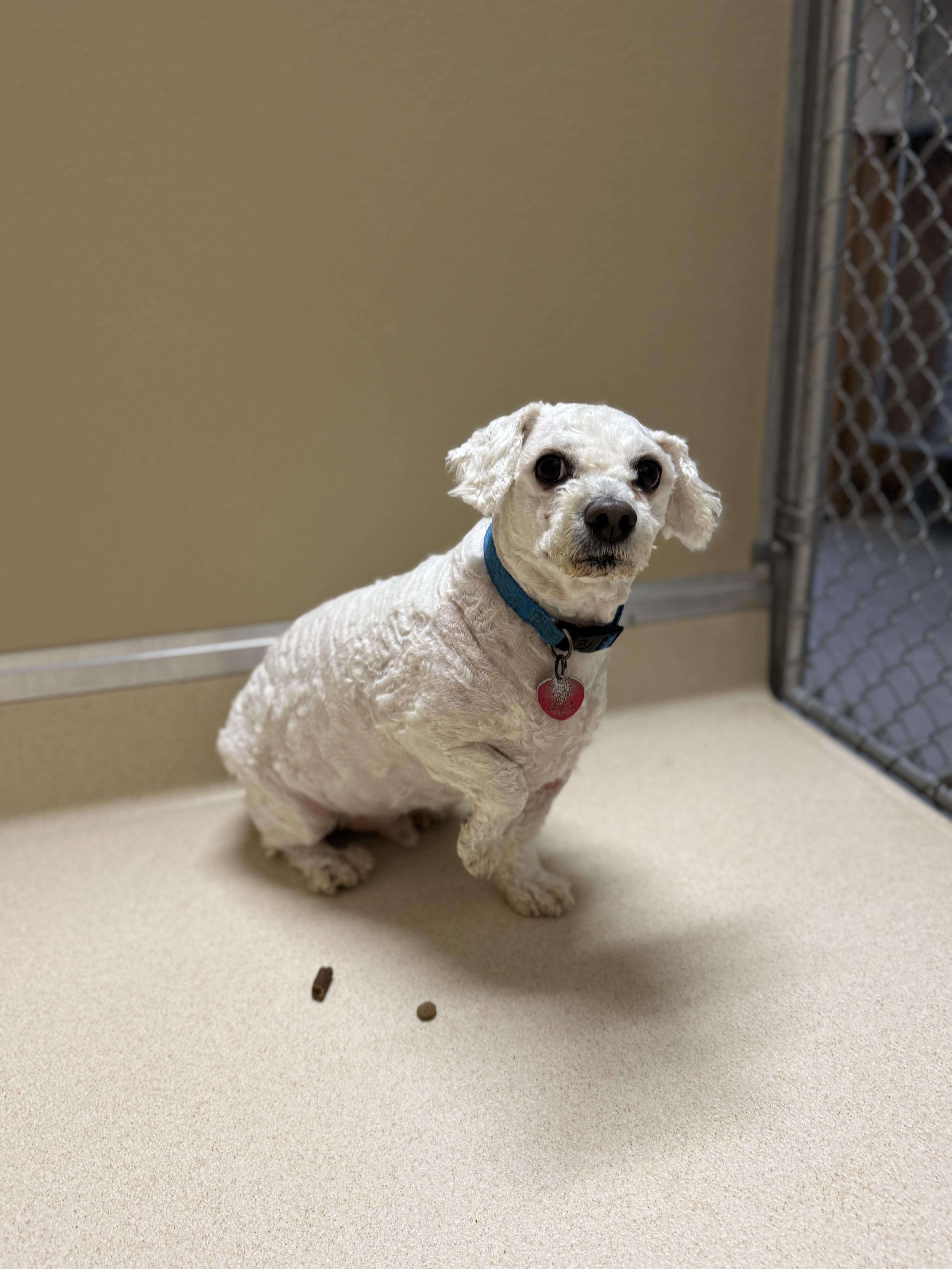 Bear, ADOPTABLE, Senior Male Bichon Frise.