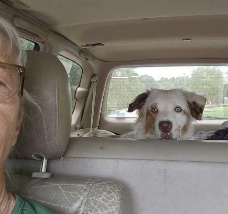 Enlarge BLUEY, a Adopted Australian Shepherd in Goochland, VA image 1/4