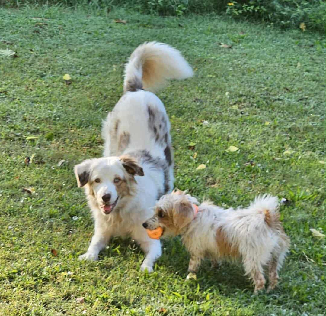 Enlarge BLUEY, a Adopted Australian Shepherd in Goochland, VA image 2/4