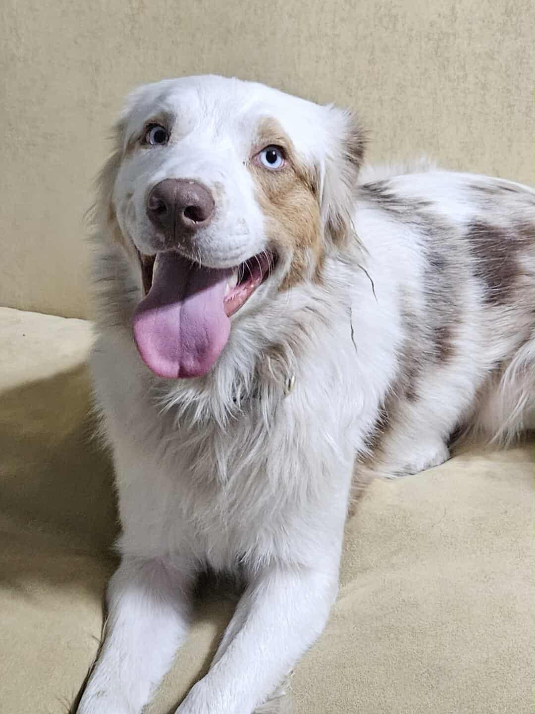 Enlarge BLUEY, a Adopted Australian Shepherd in Goochland, VA image 3/4