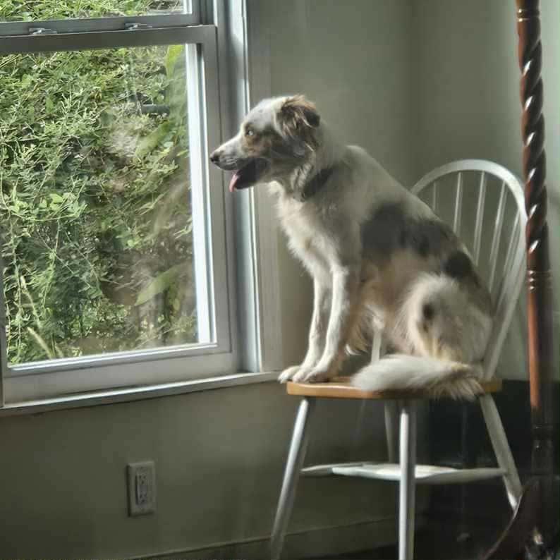 Enlarge BLUEY, a Adopted Australian Shepherd in Goochland, VA image 4/4