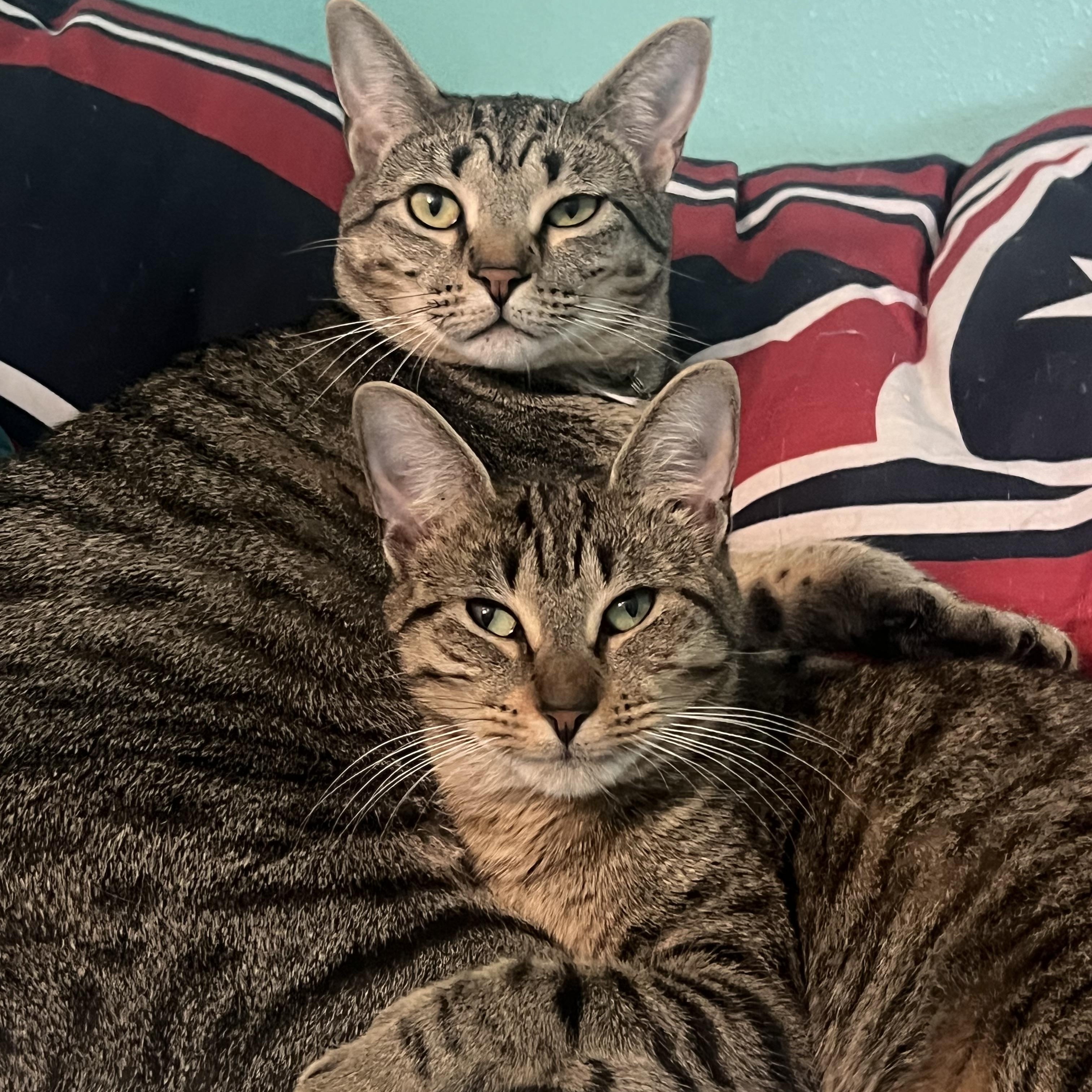 Enlarge MAIRA, a Adoptable mixed breed in Harrisburg, PA image 5/6