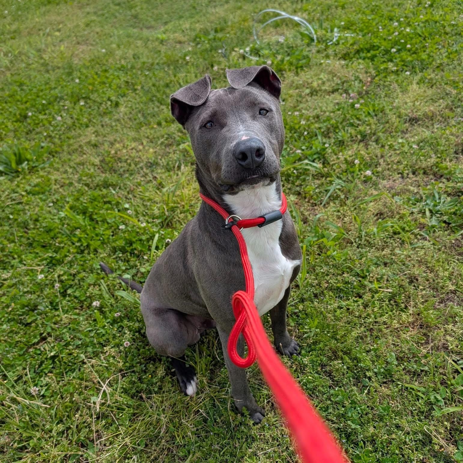Doc, adoptable, Adult Male Pit Bull Terrier.