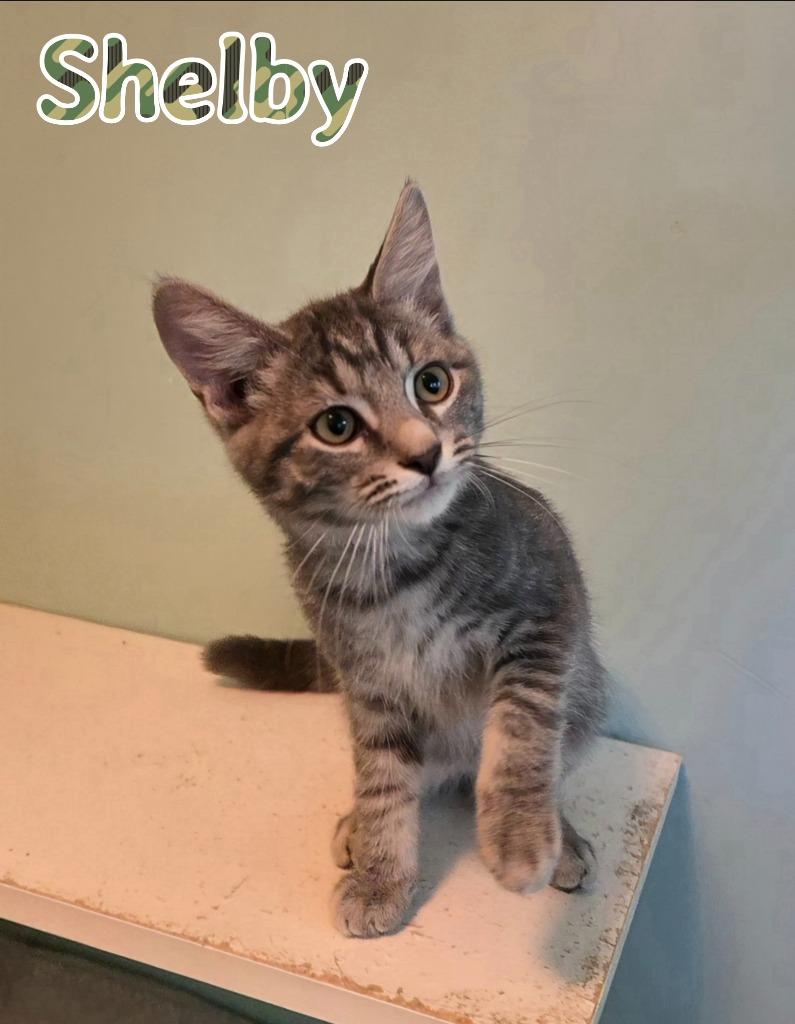 Enlarge Shelby, a Adoptable mixed breed in Port Clinton, OH image 2/6