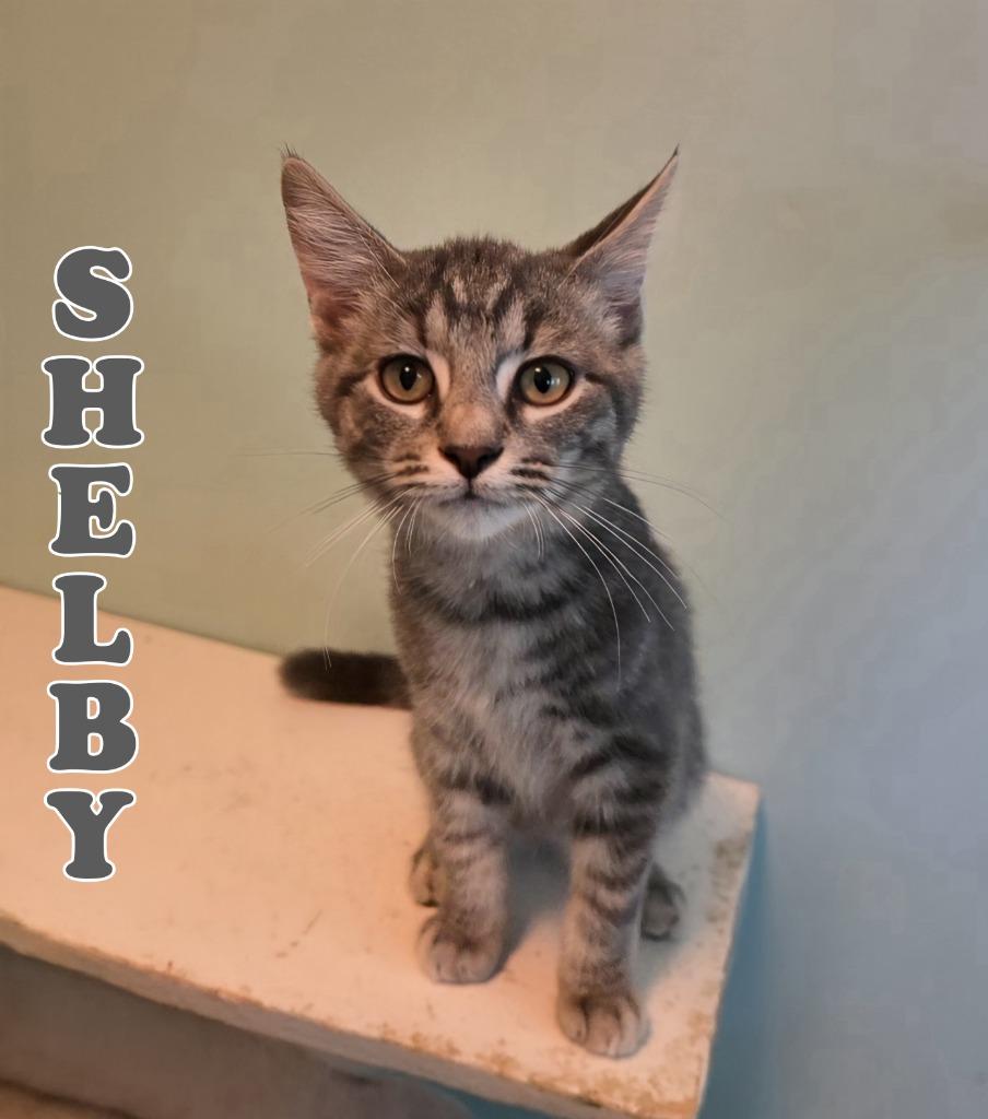 Enlarge Shelby, a Adoptable mixed breed in Port Clinton, OH image 3/6