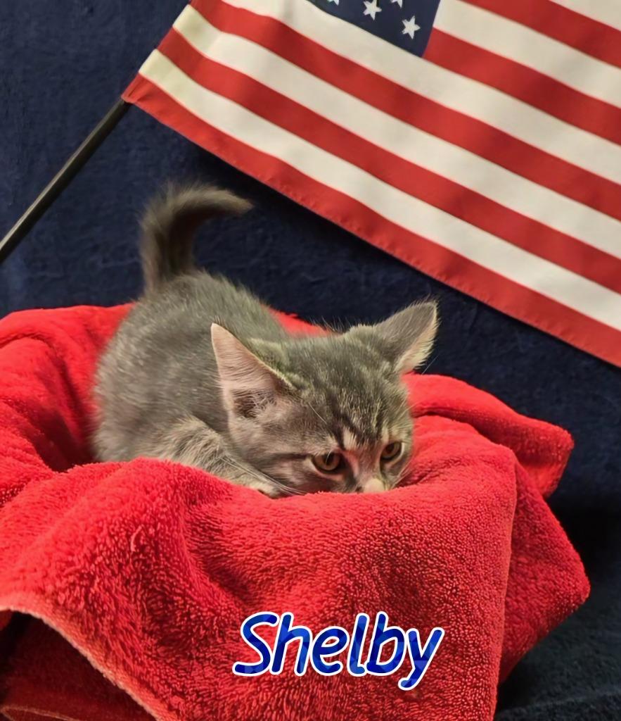 Enlarge Shelby, a Adoptable mixed breed in Port Clinton, OH image 5/6