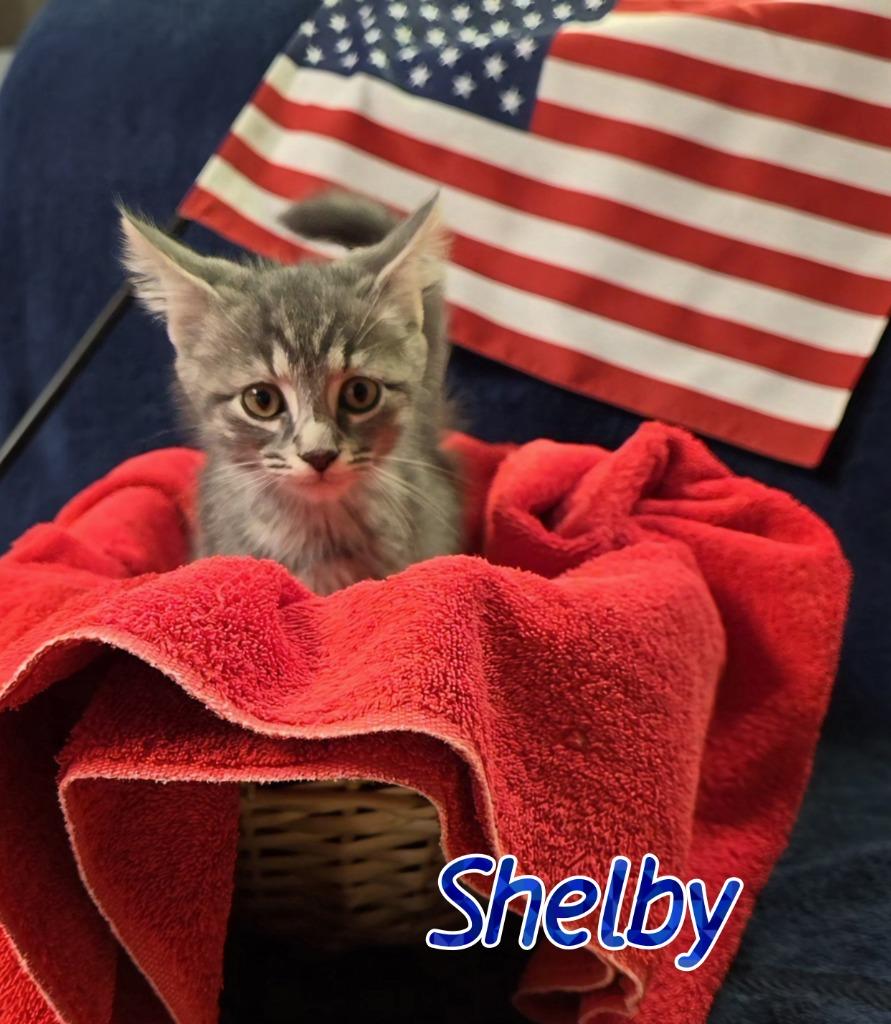 Enlarge Shelby, a Adoptable mixed breed in Port Clinton, OH image 6/6