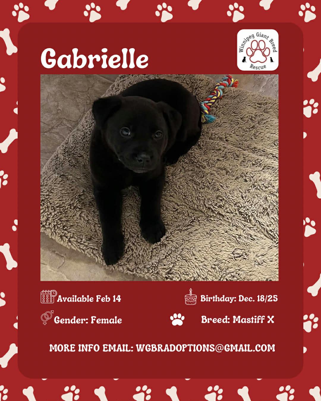Enlarge Gabrielle, a Adoptable mixed breed in Winnipeg, MB image 1/1