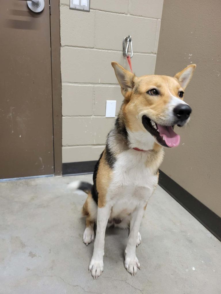 Jackie, Adoptable, Young Female German Shepherd Dog & Labrador Retriever.