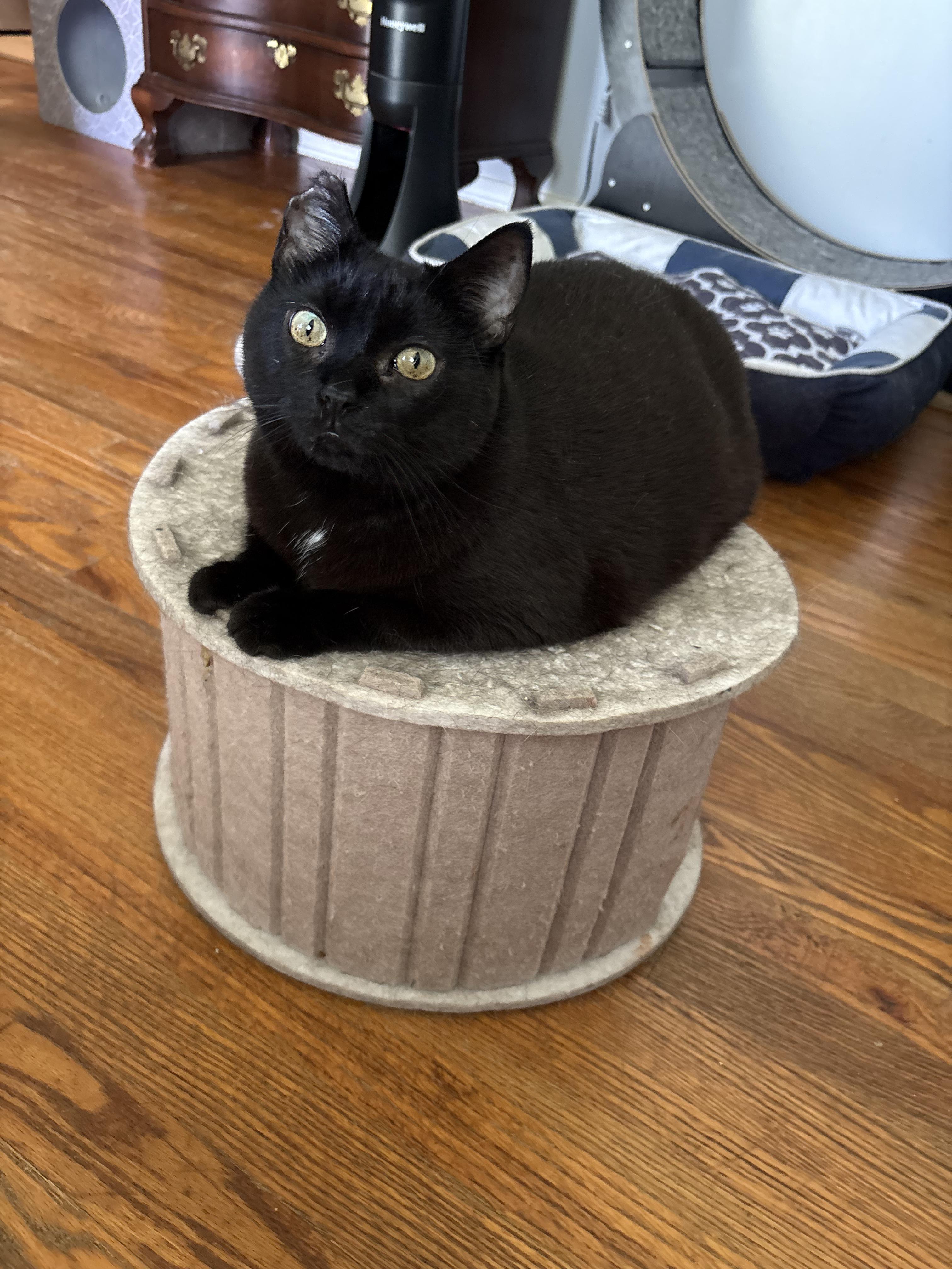 Annie, adopted, Adult Female Domestic Short Hair.