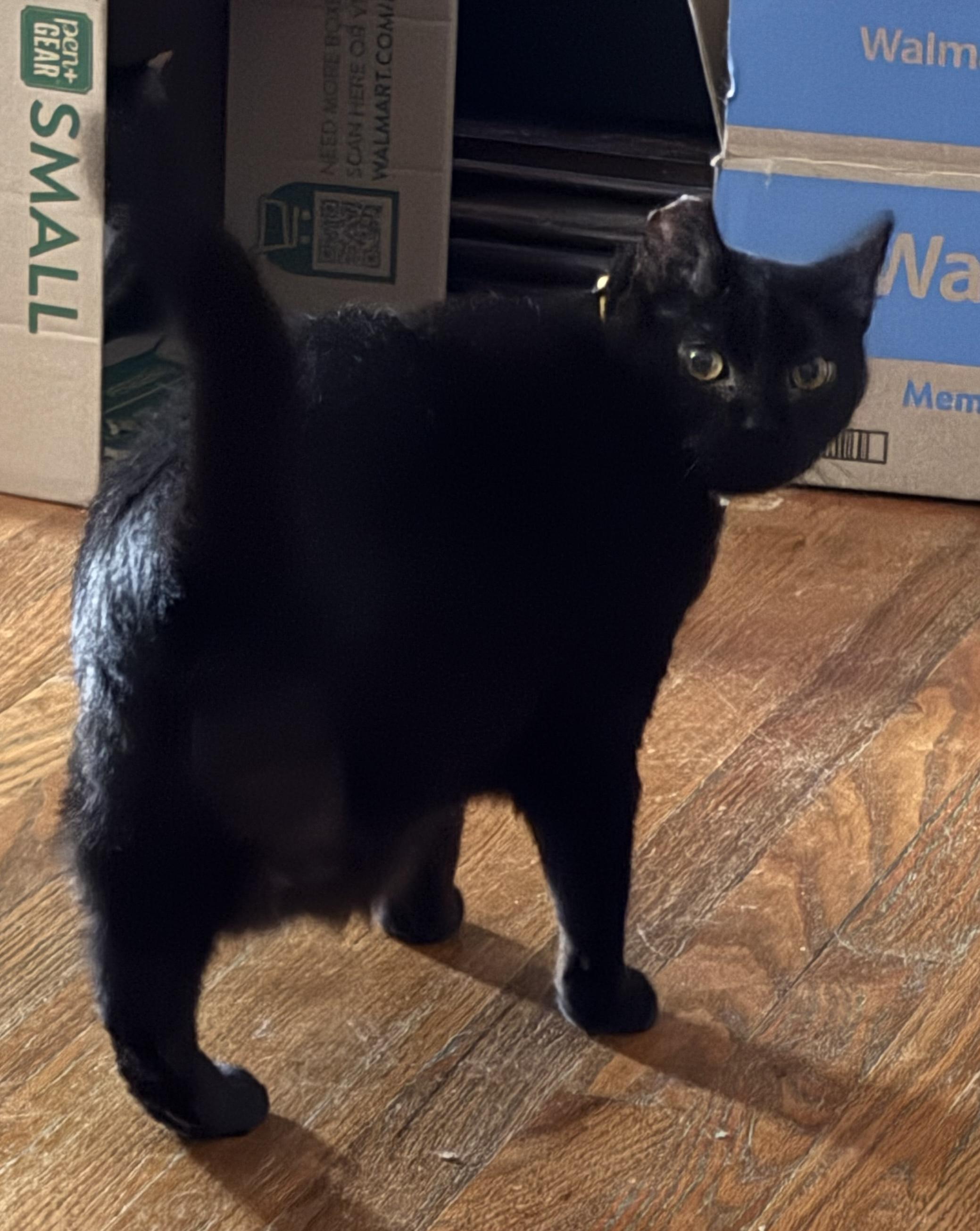 Enlarge Annie, an adopted Domestic Short Hair in Covington, KY image 4/5