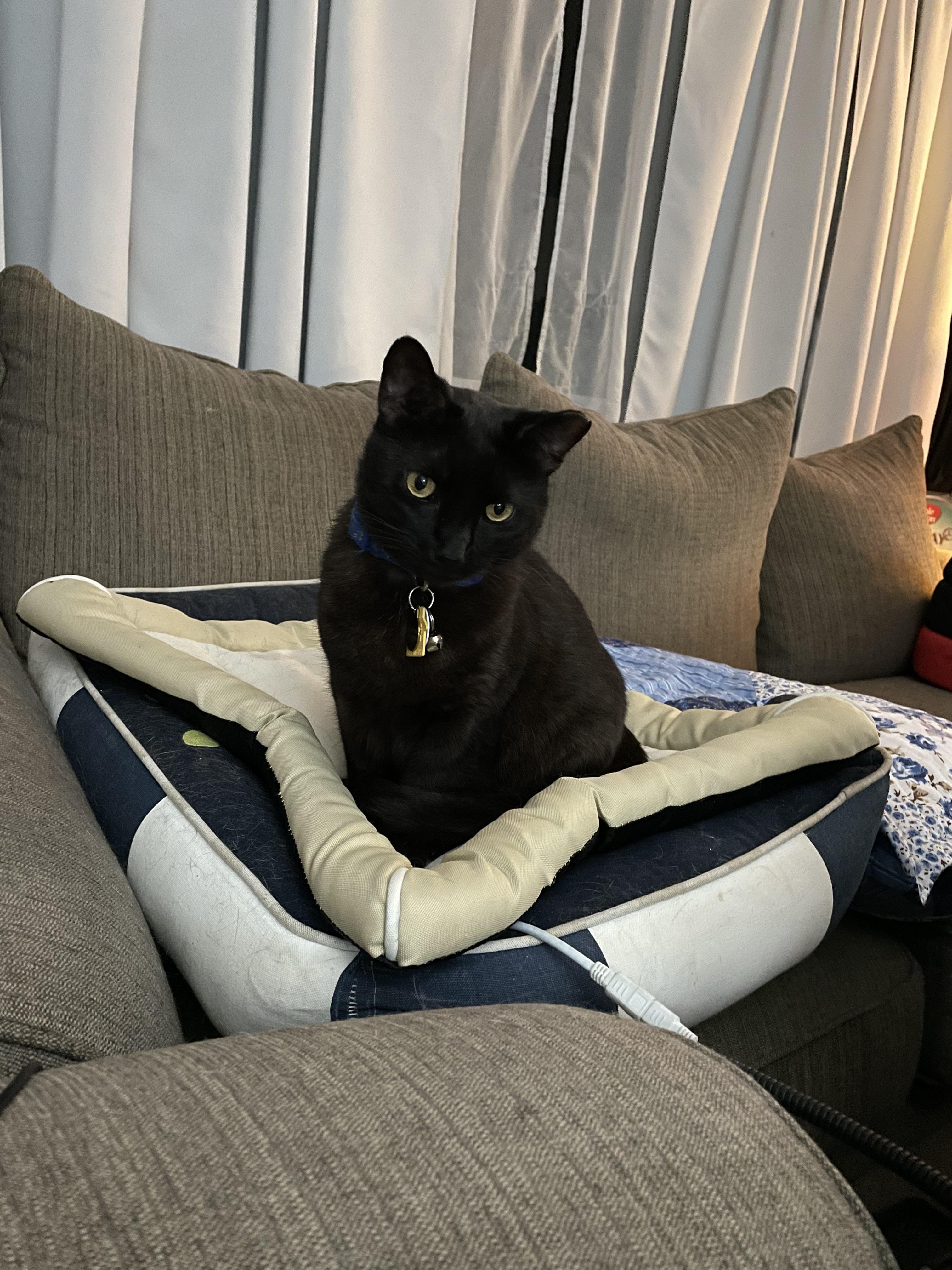 Enlarge Annie, an adopted Domestic Short Hair in Covington, KY image 3/5