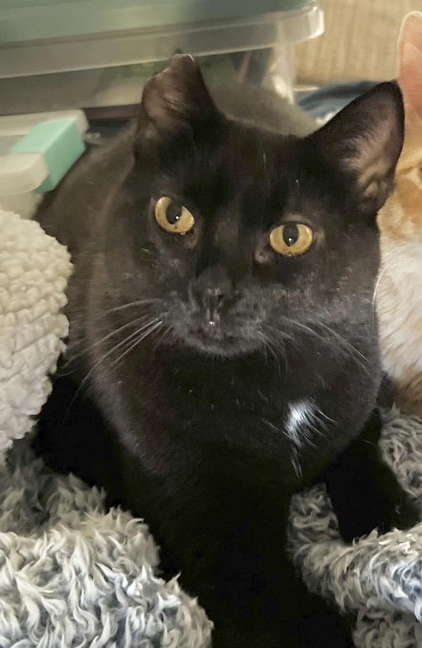 Enlarge Annie, an adopted Domestic Short Hair in Covington, KY image 2/5