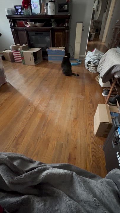 Enlarge Annie, an adopted Domestic Short Hair in Covington, KY video 5/5