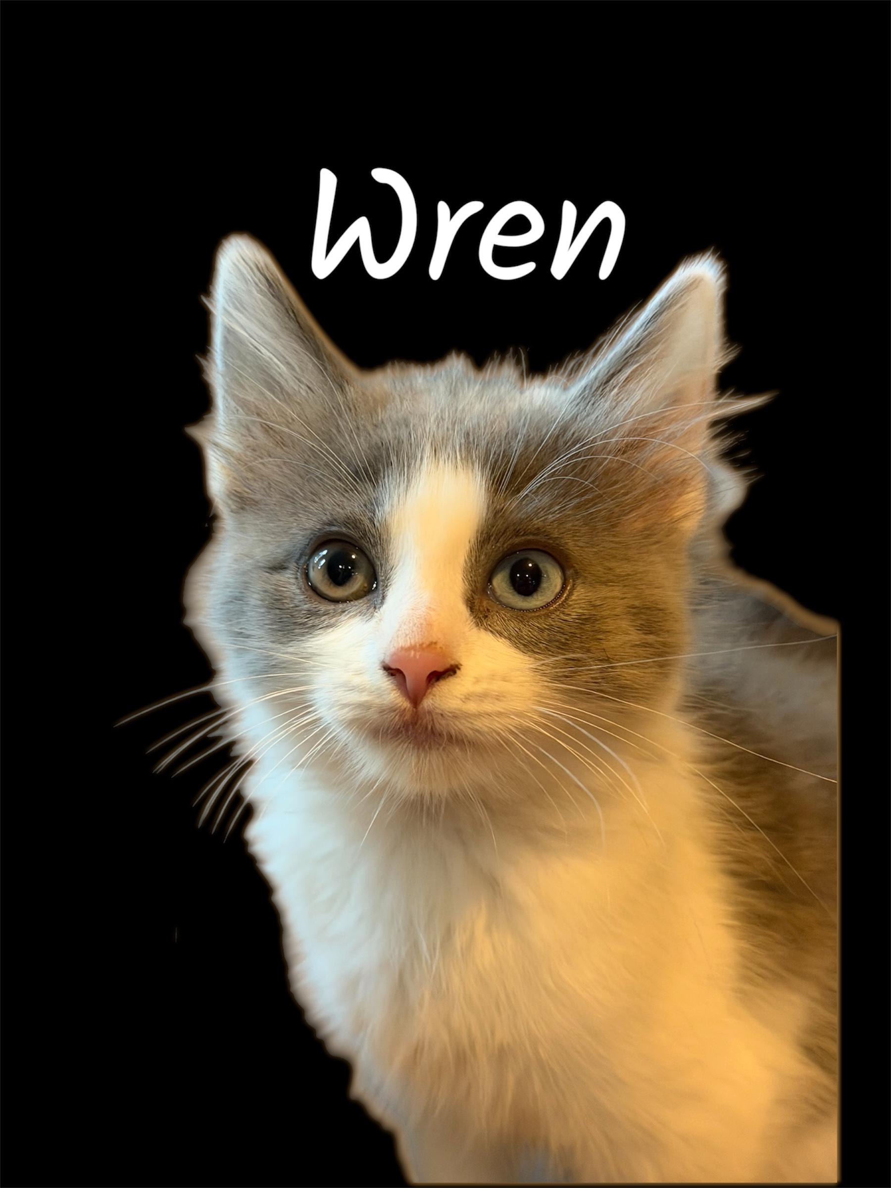 Wren, Adoptable, Kitten Female Domestic Long Hair.