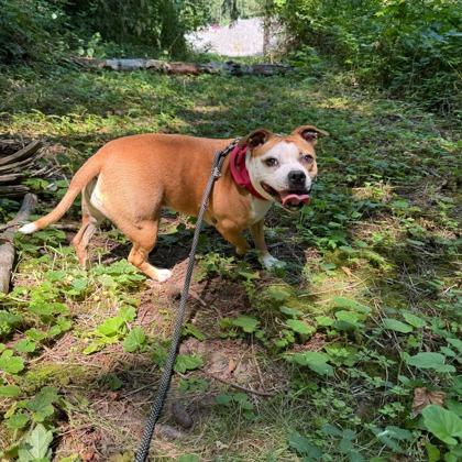 Robin, Adoptable, Adult Female American Staffordshire Terrier & Mixed Breed.