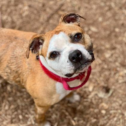 Robin, a Adoptable mixed breed in Camano Island, WA image 2/3