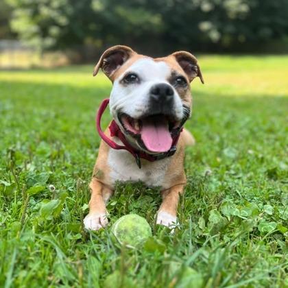 Robin, a Adoptable mixed breed in Camano Island, WA image 3/3