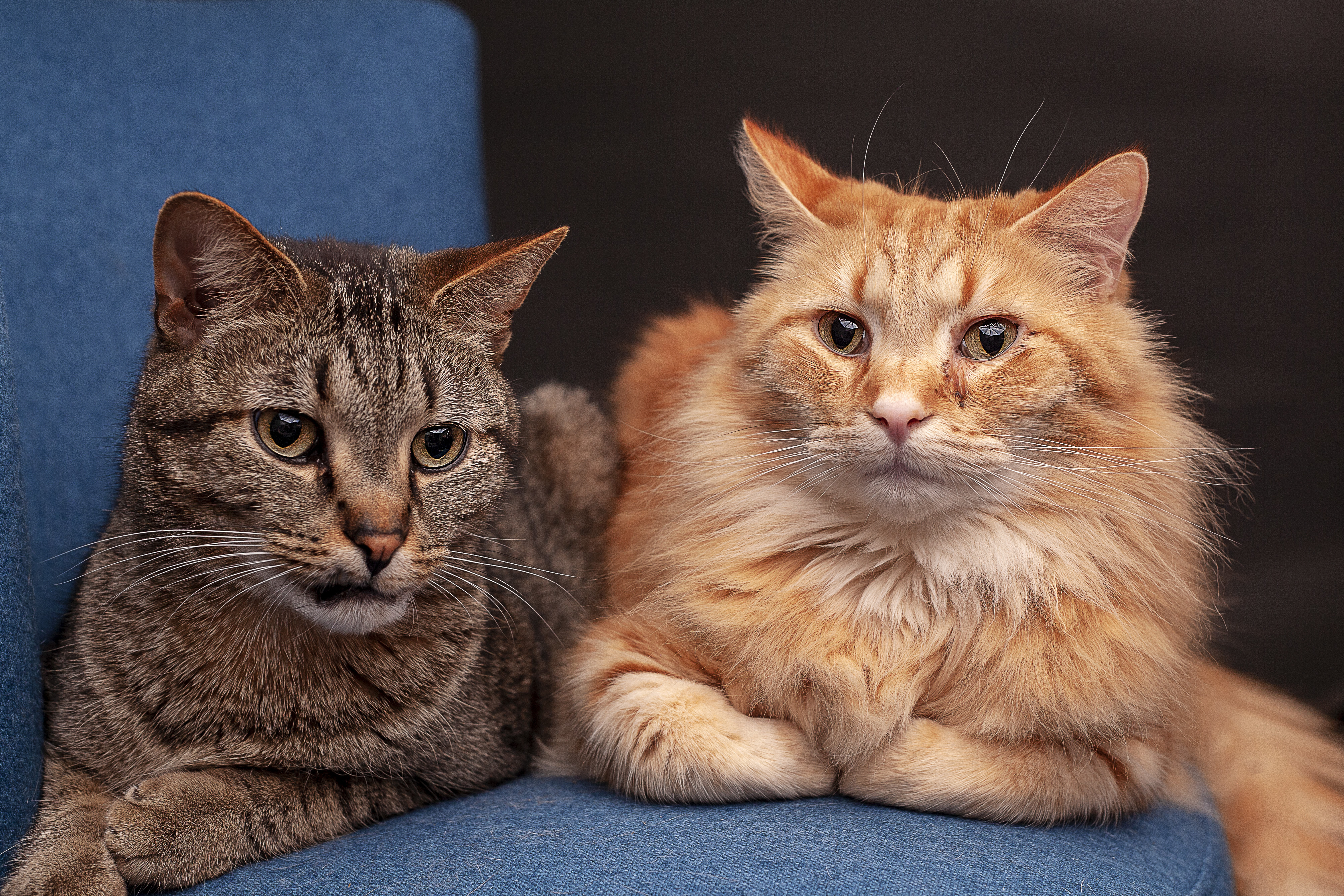 Gibson, a Adoptable Domestic Short Hair in Springfield, IL image 1/12