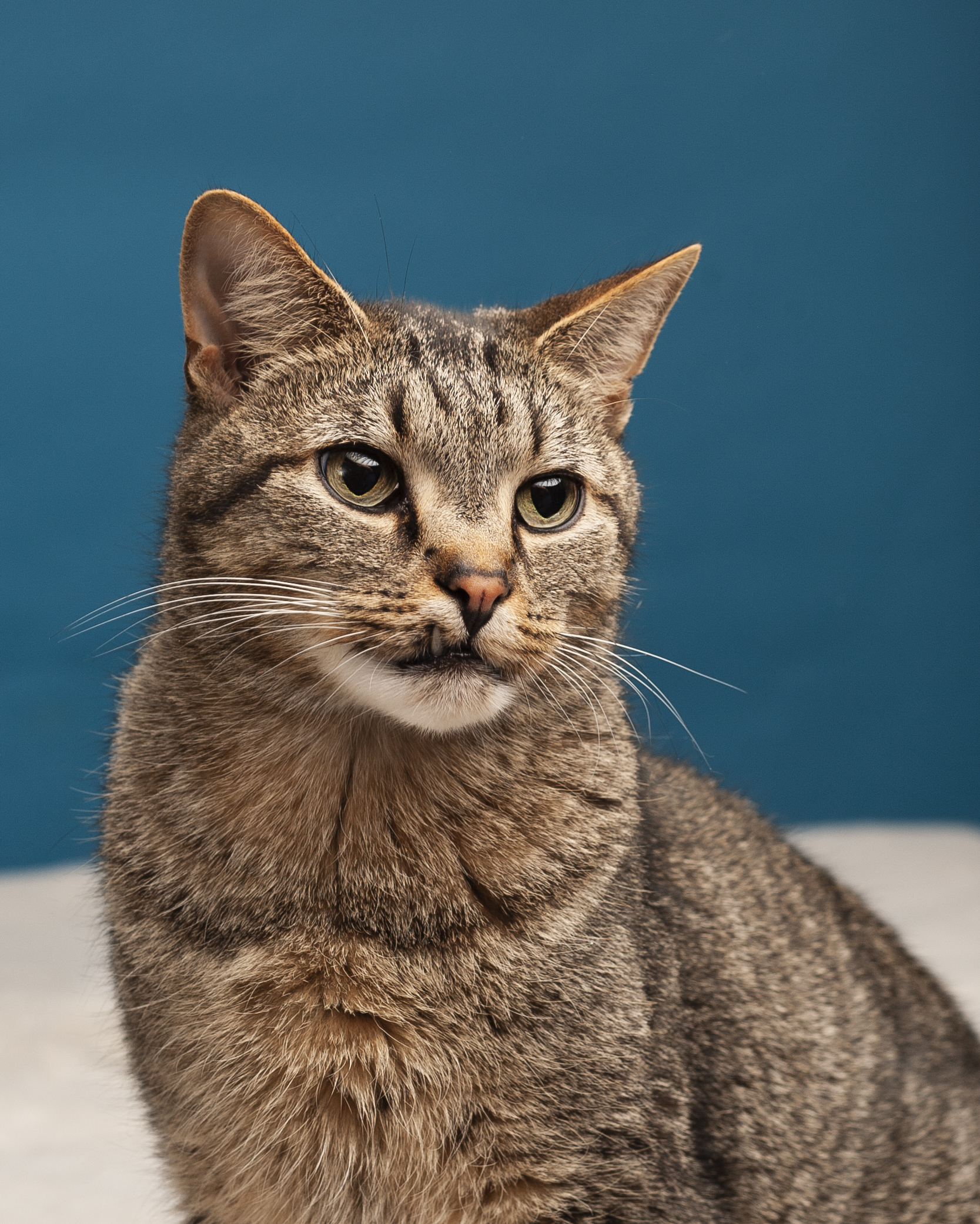 Gibson, a Adoptable Domestic Short Hair in Springfield, IL image 2/12