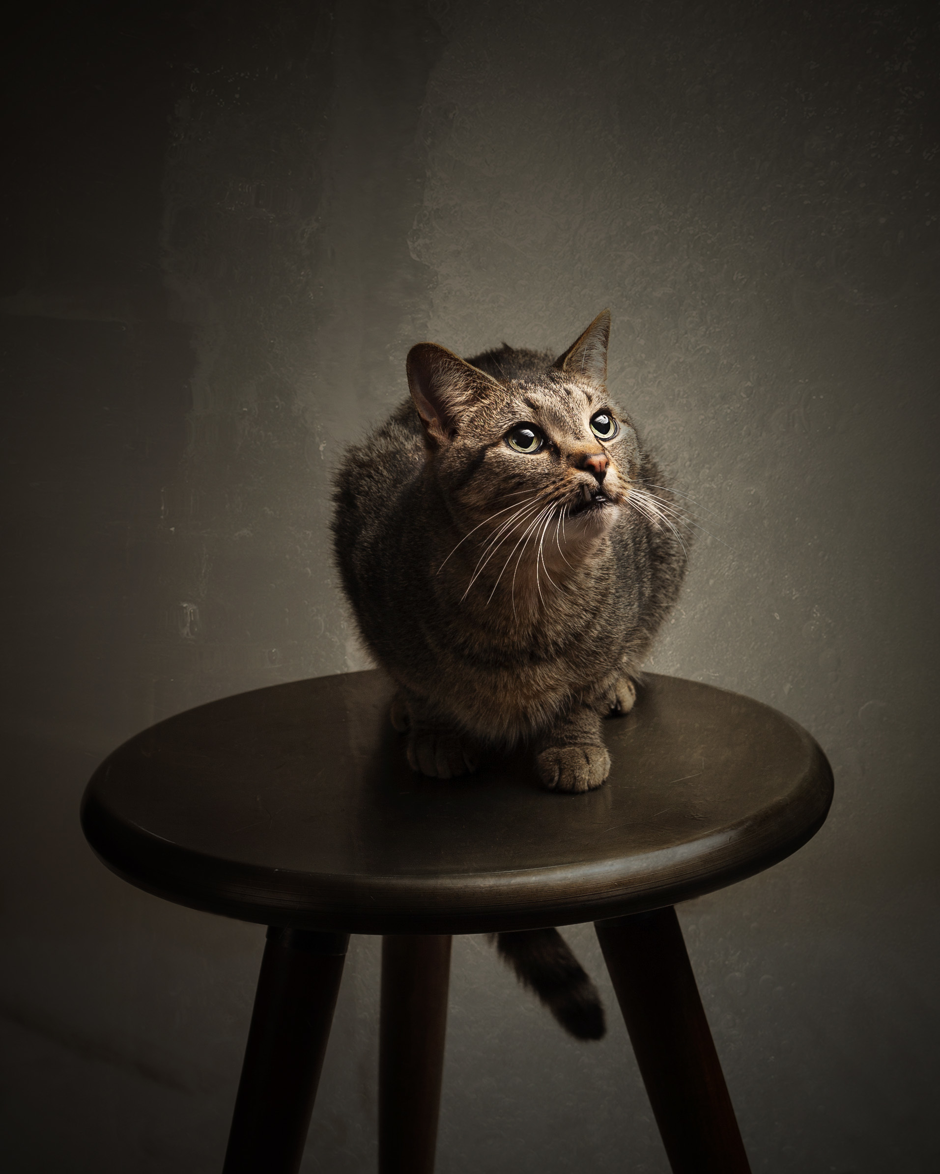 Gibson, a Adoptable Domestic Short Hair in Springfield, IL image 3/12