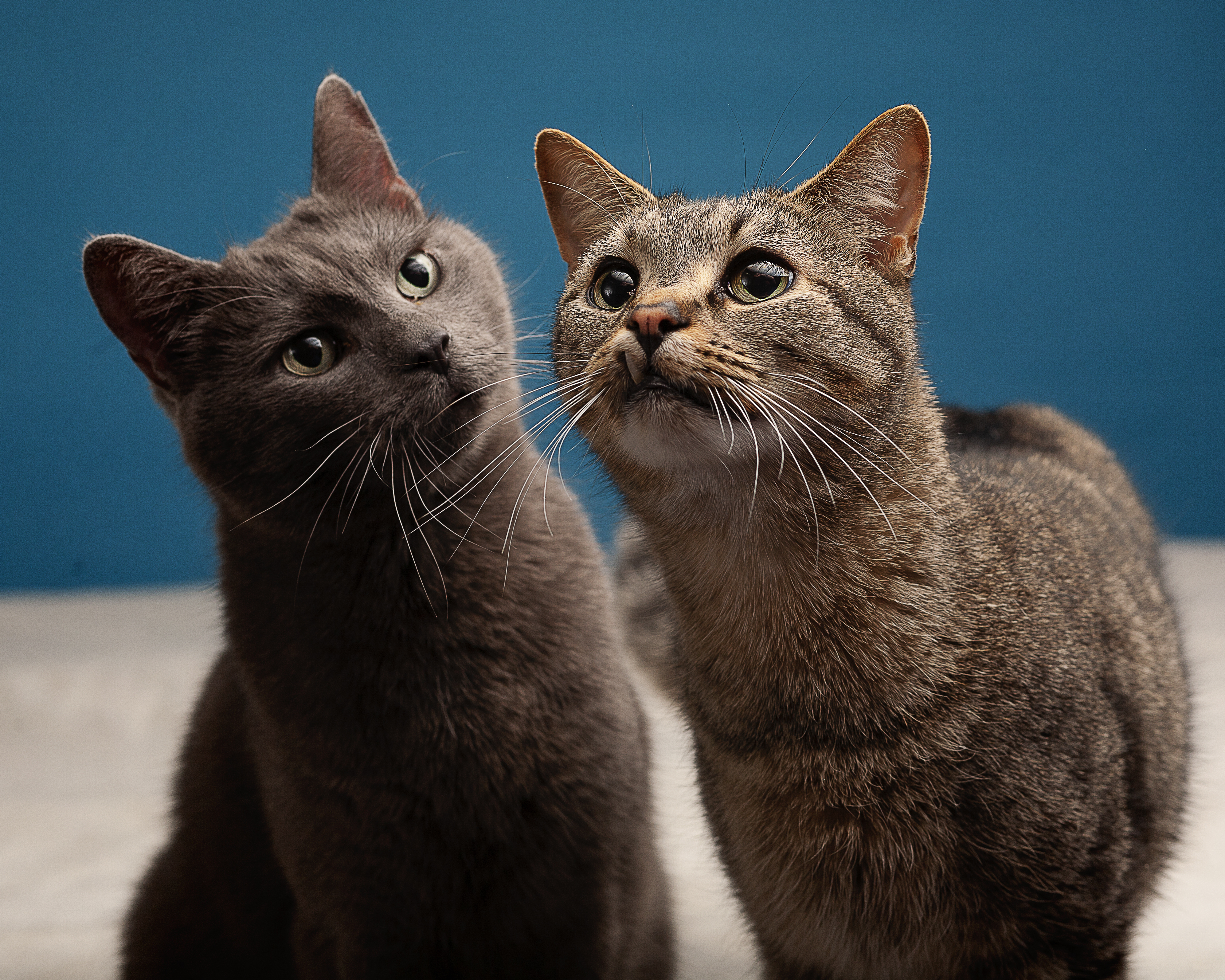 Gibson, a Adoptable Domestic Short Hair in Springfield, IL image 4/12