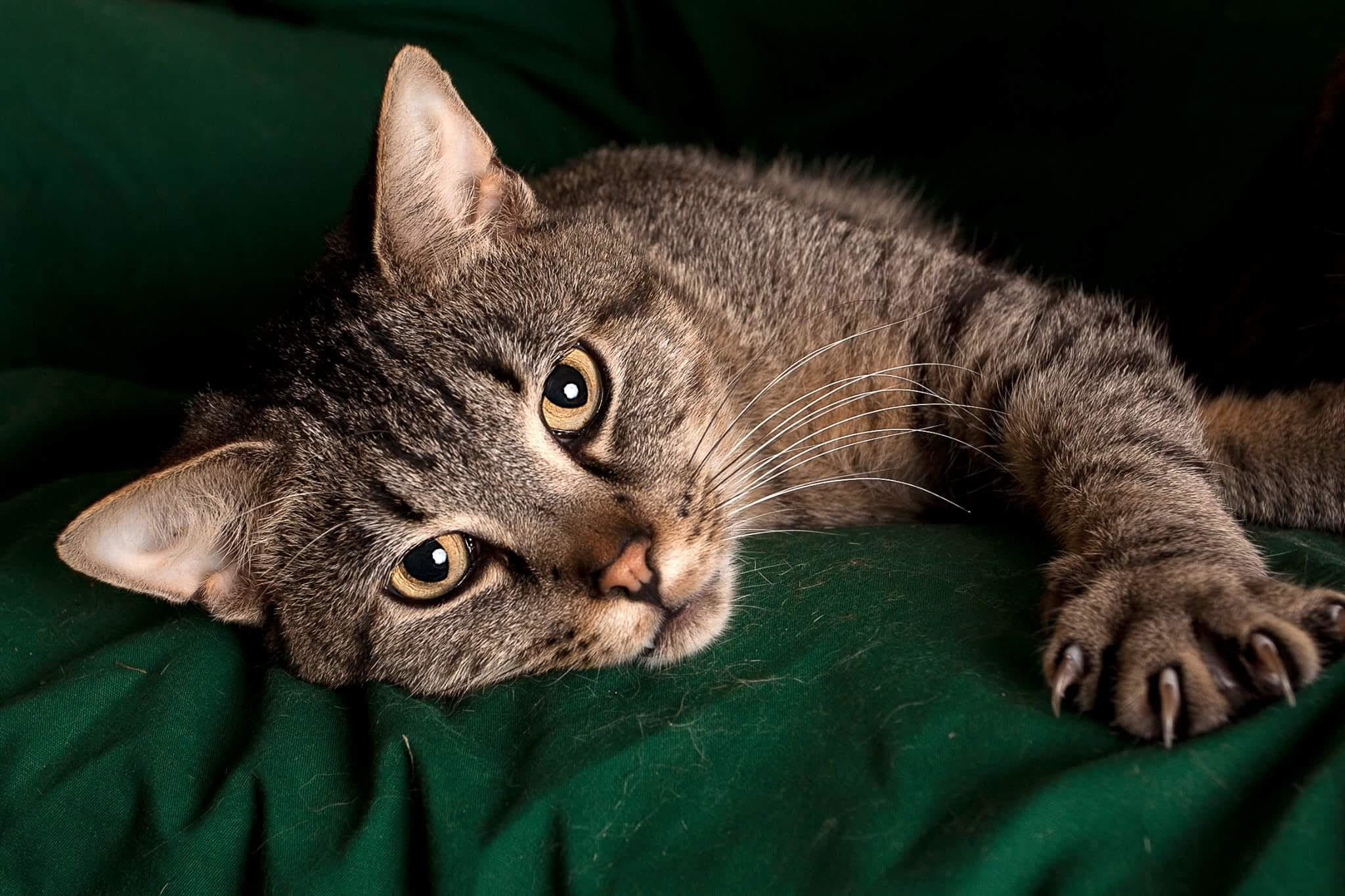 Gibson, Adult Male unknown