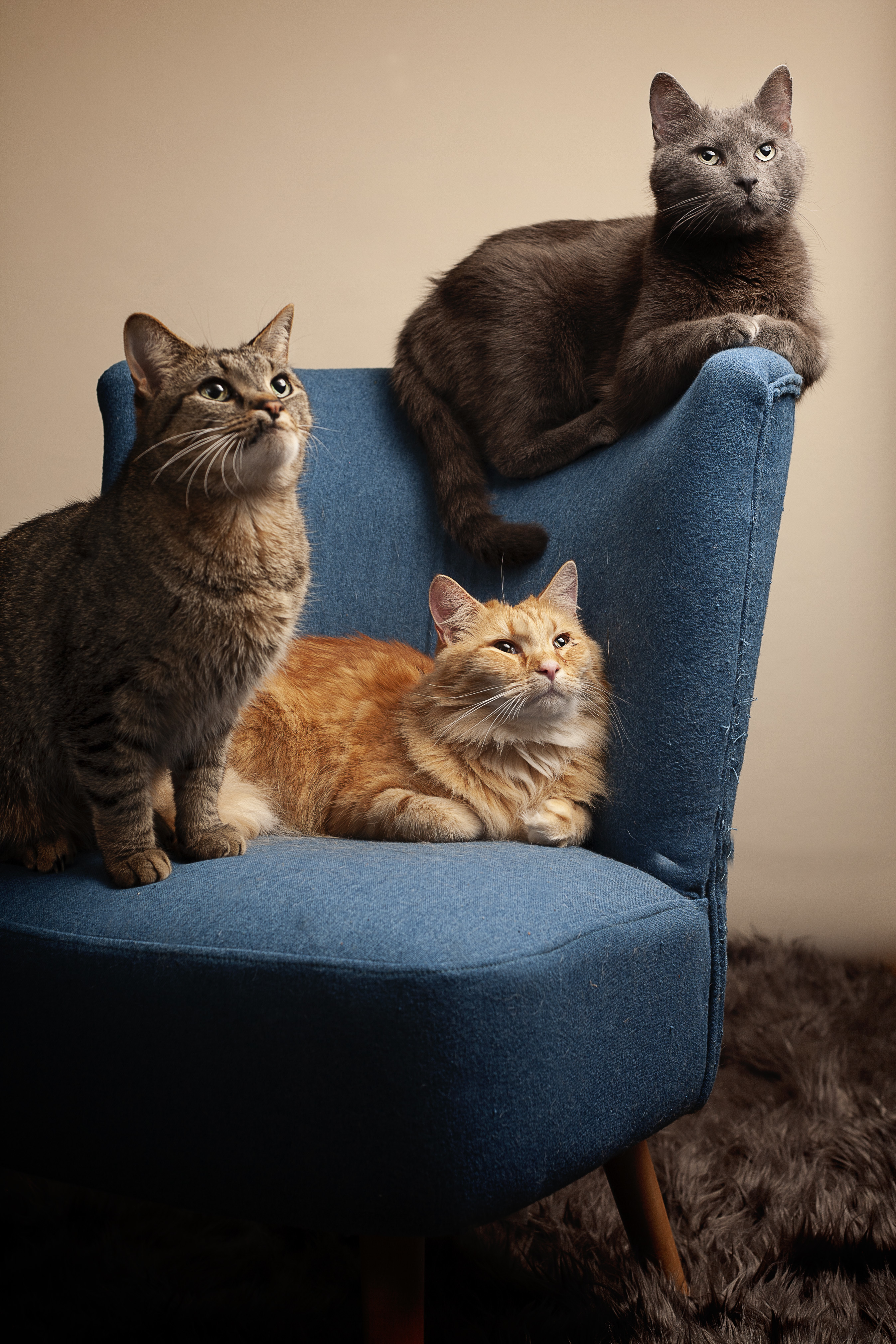 Gibson, a Adoptable Domestic Short Hair in Springfield, IL image 6/12