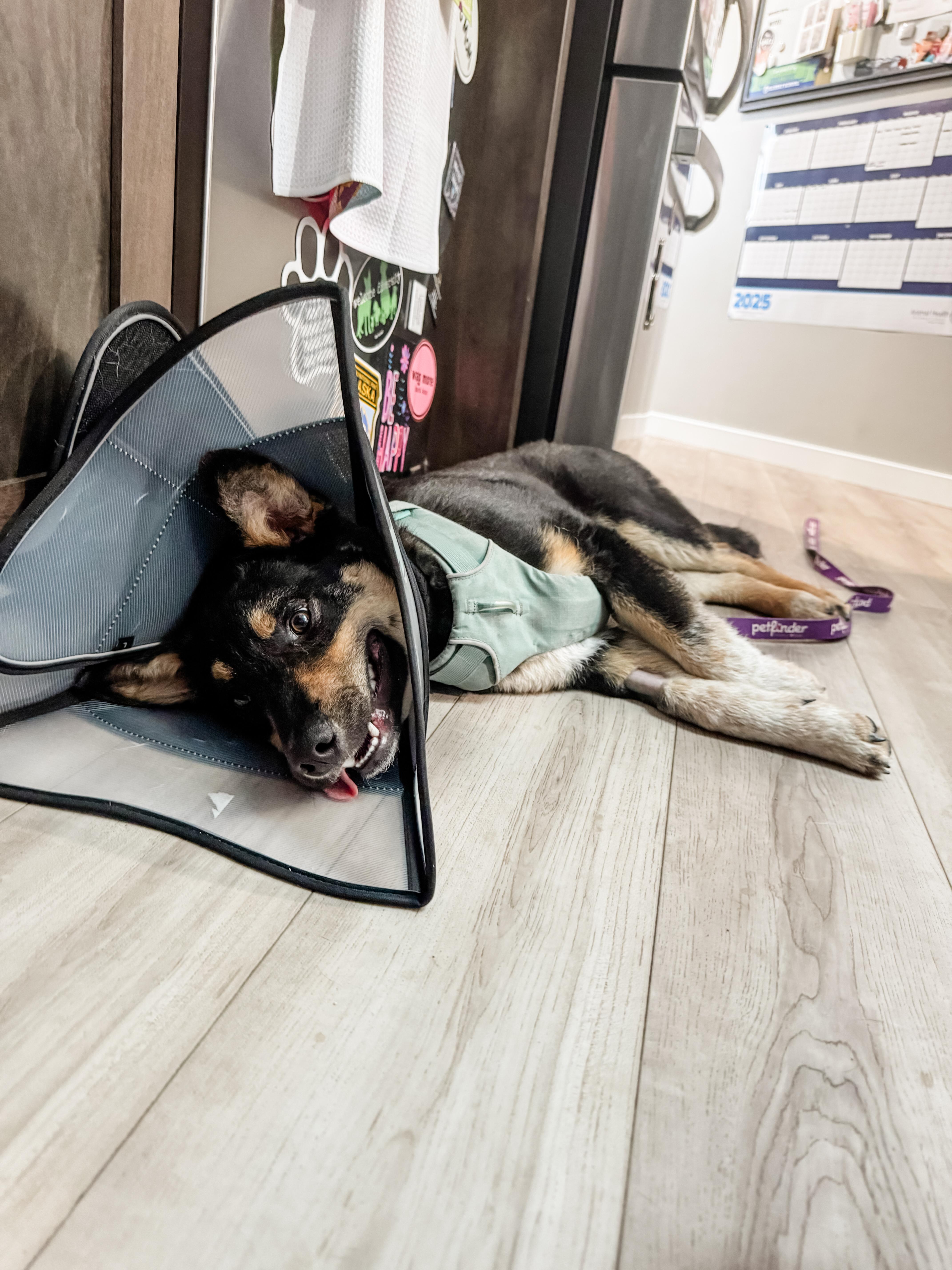 Enlarge Lynx, a Adopted mixed breed in Sartell, MN image 1/2