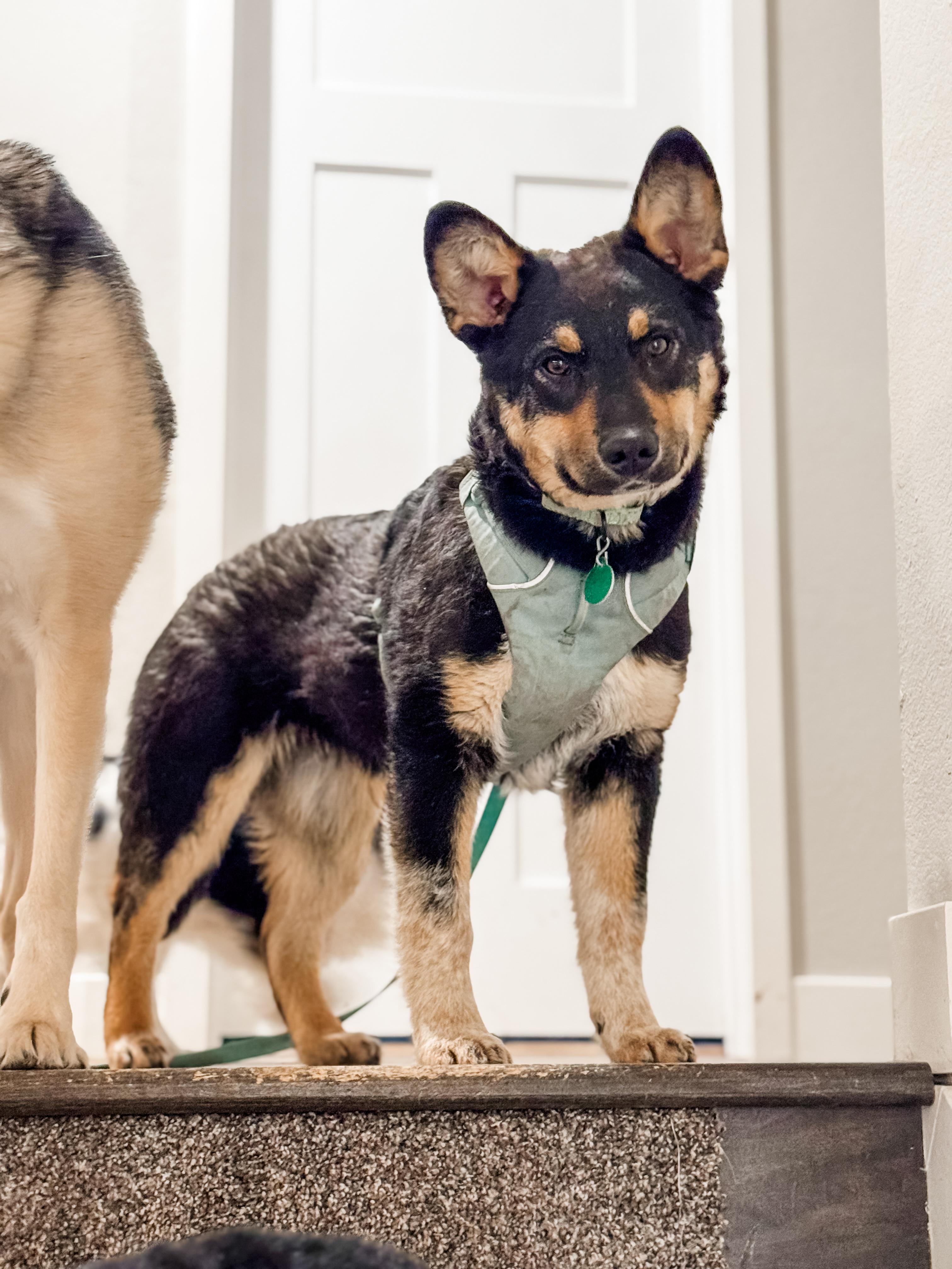Enlarge Lynx, a Adopted mixed breed in Sartell, MN image 2/2