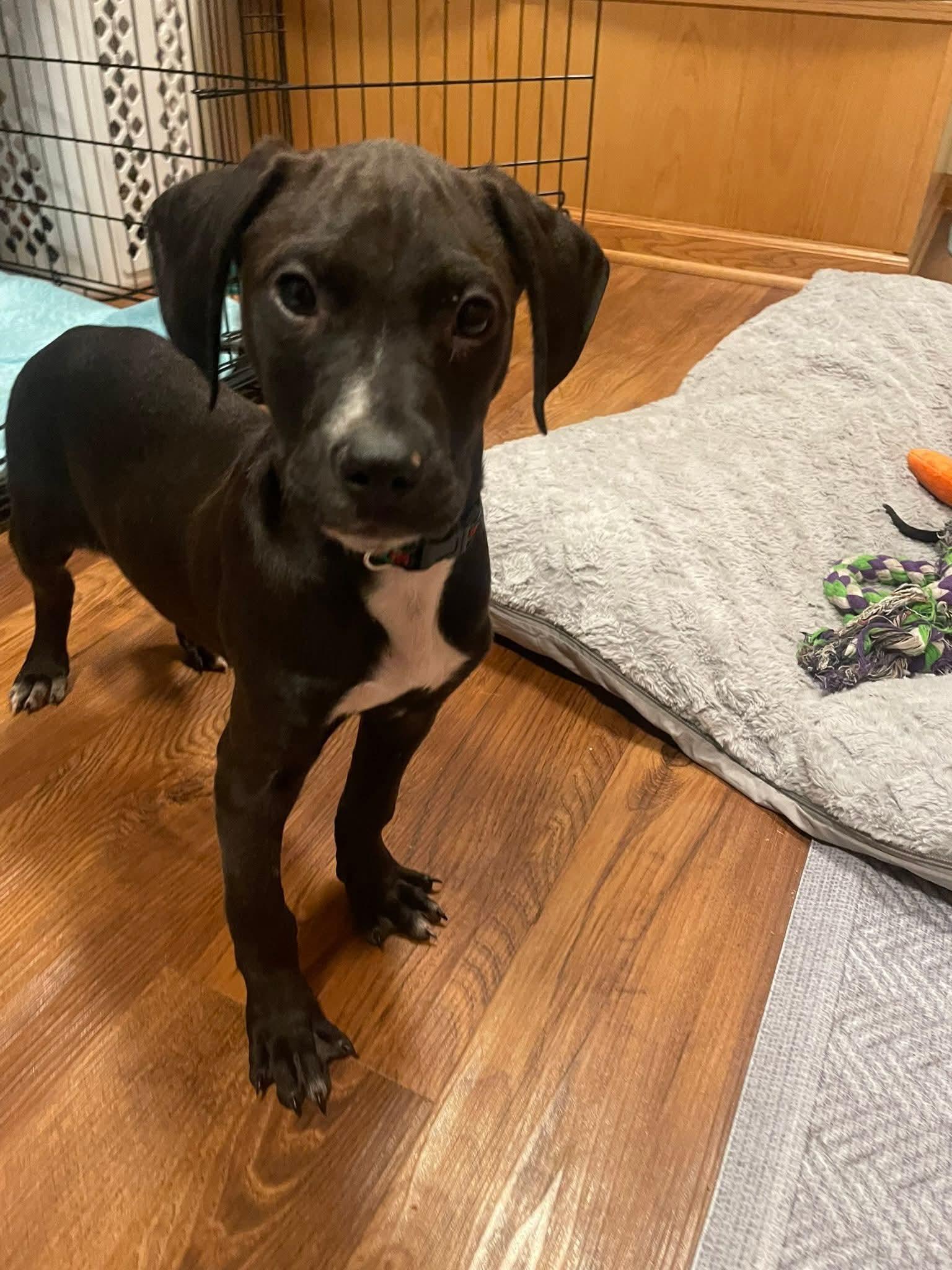 Enlarge PJ the Pointer Mix , a Adoptable mixed breed in Muskego, WI image 2/6