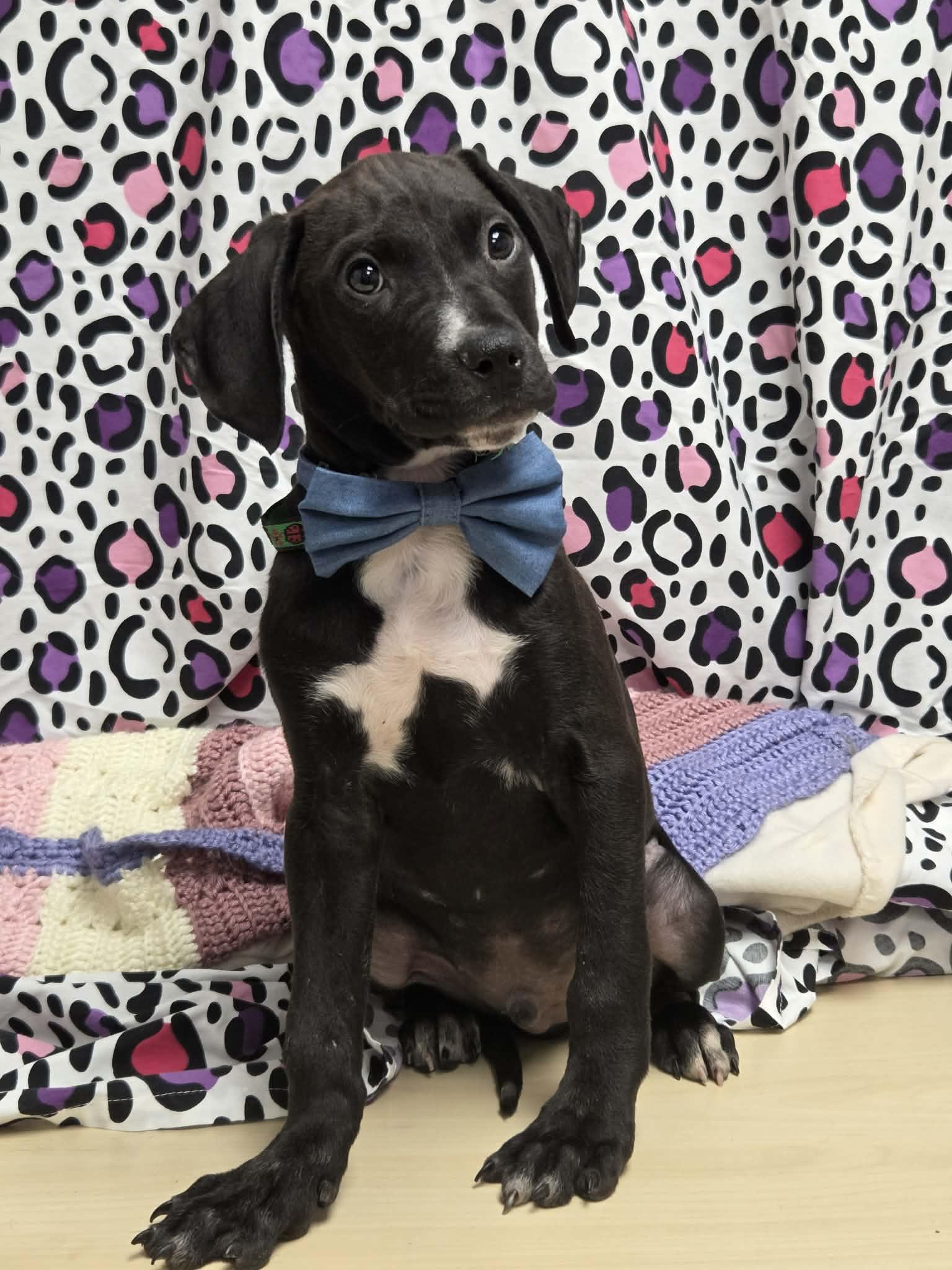 PJ the Pointer Mix , Adoptable, Puppy Male German Shorthaired Pointer & Hound.