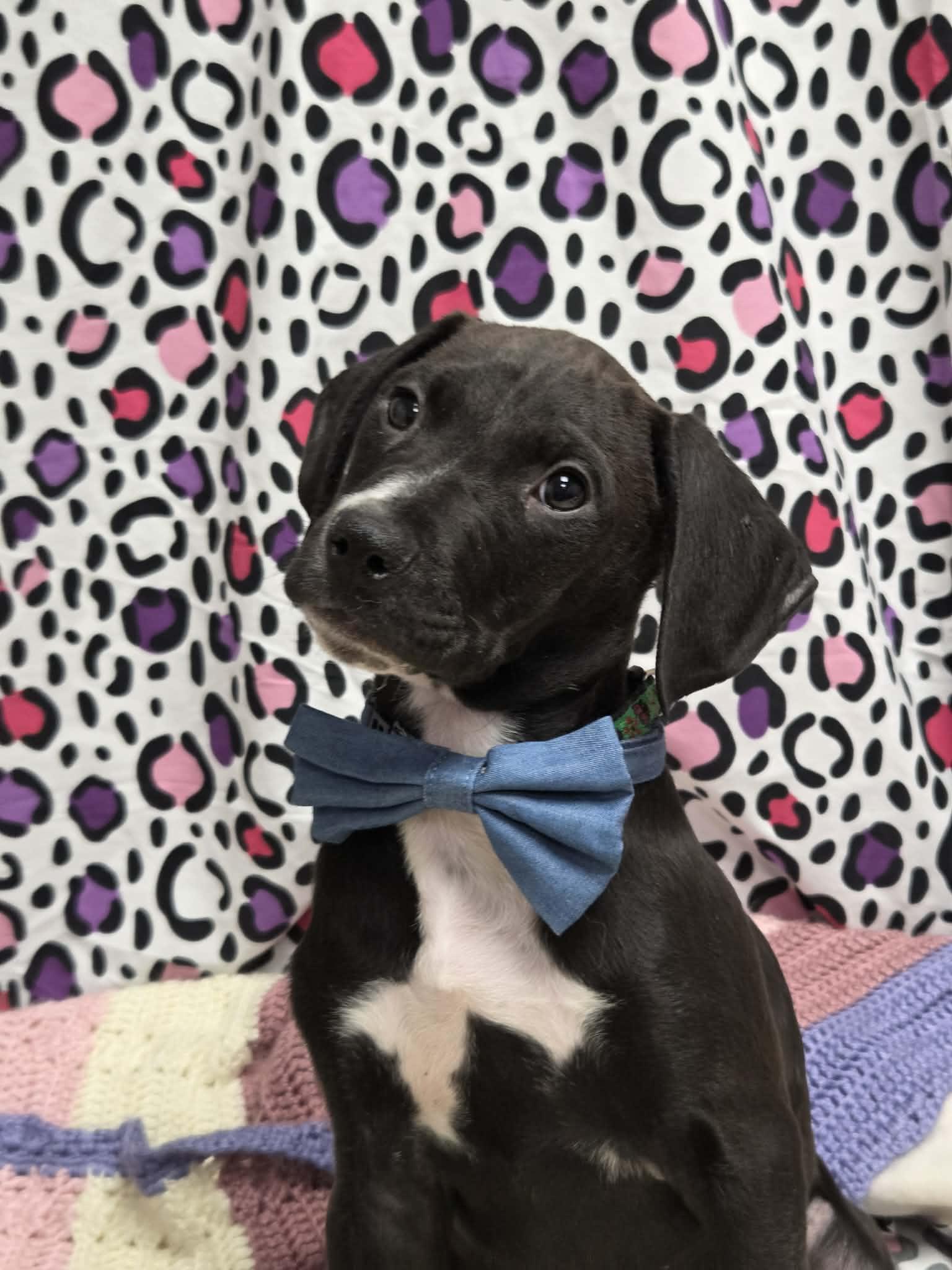 Enlarge PJ the Pointer Mix , a Adoptable mixed breed in Muskego, WI image 3/6