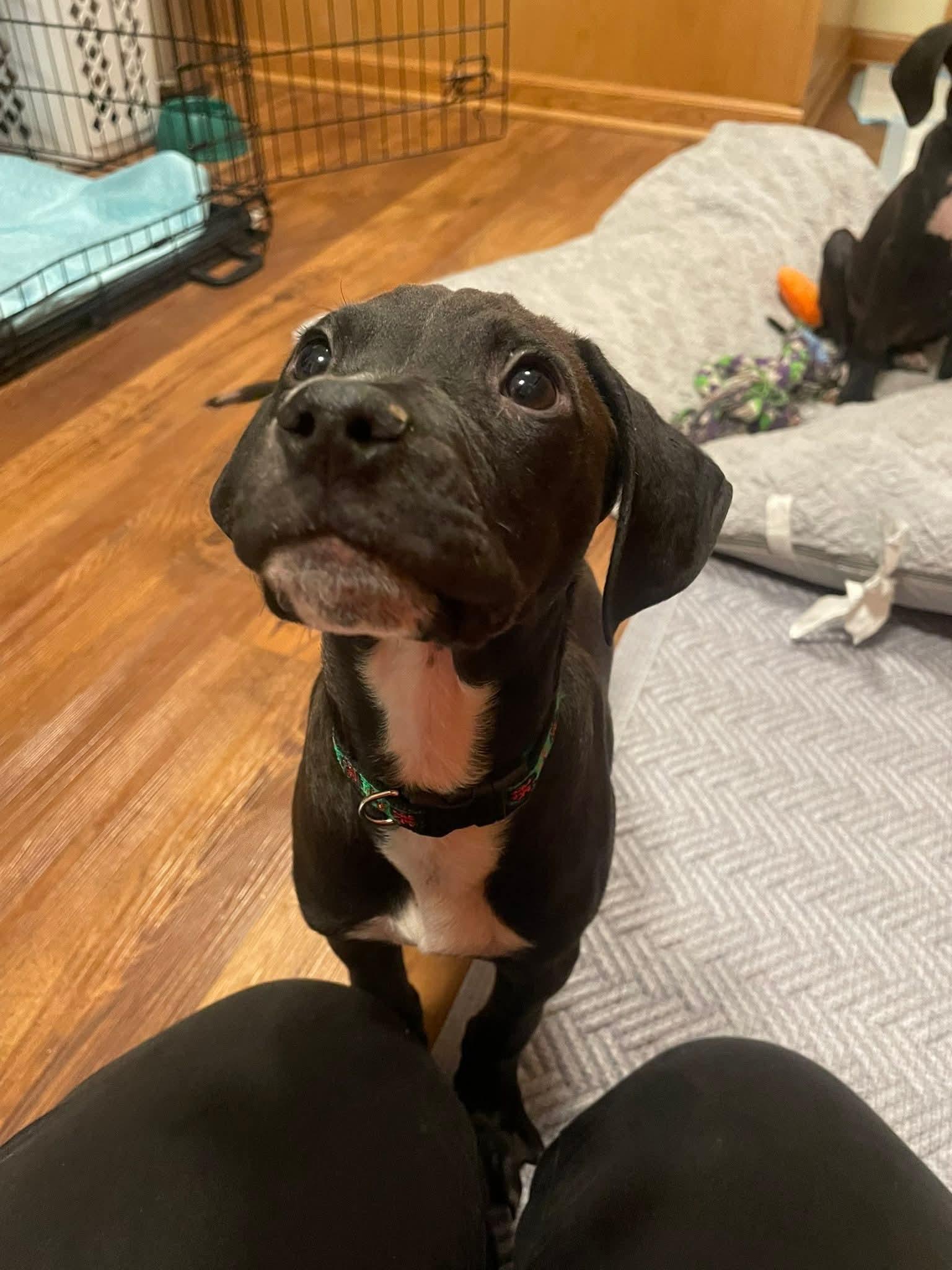 Enlarge PJ the Pointer Mix , a Adoptable mixed breed in Muskego, WI image 5/6