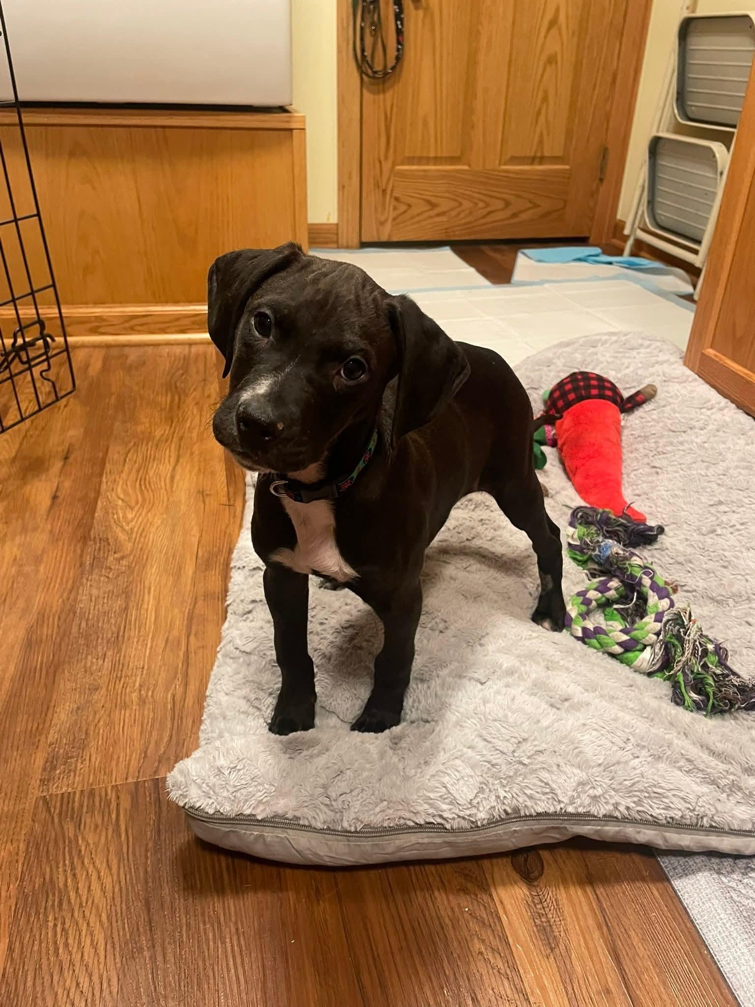Enlarge PJ the Pointer Mix , a Adoptable mixed breed in Muskego, WI image 6/6