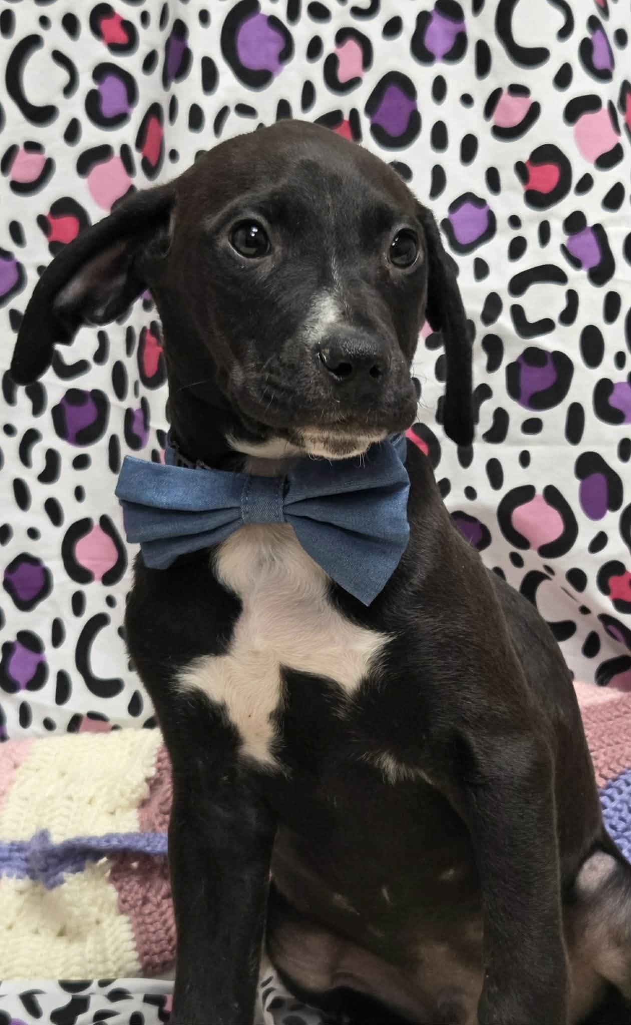 Enlarge PJ the Pointer Mix , a Adoptable mixed breed in Muskego, WI image 4/6