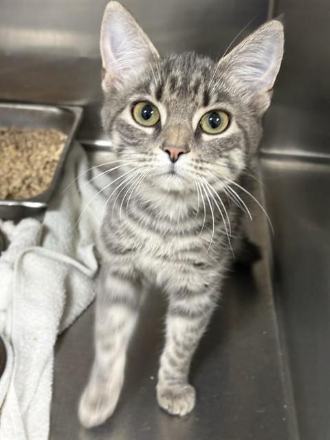 LINORA, Adoptable, Young Female Domestic Short Hair.