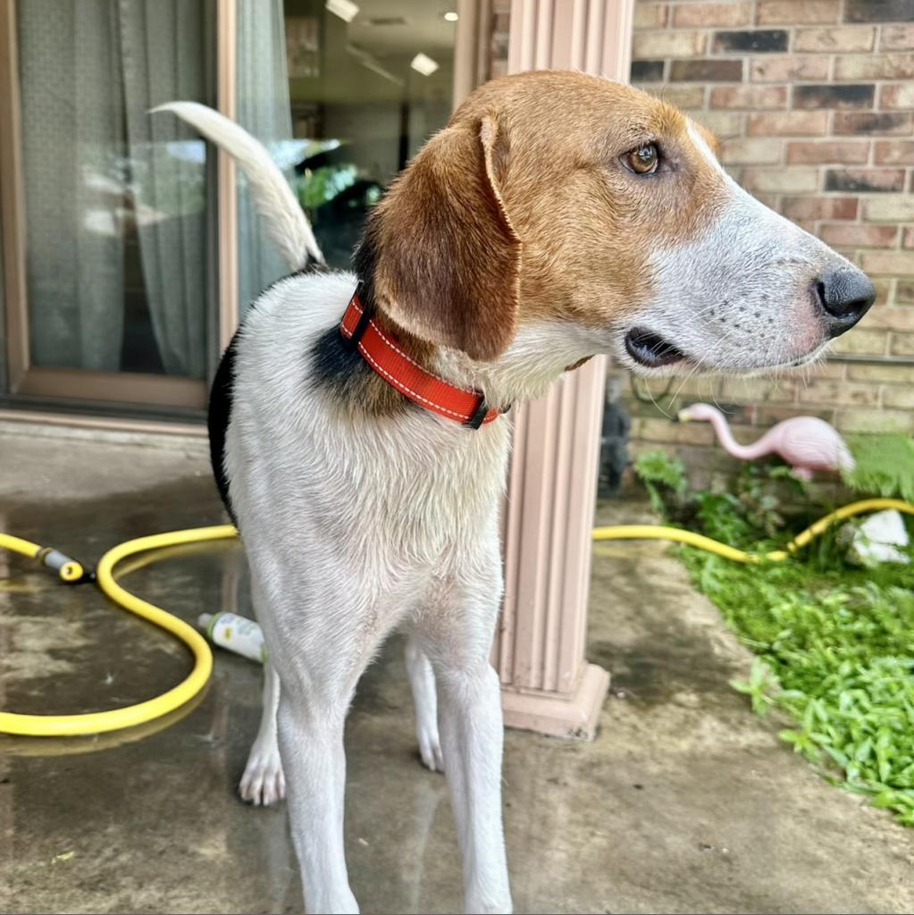 Splash, a Adoptable Treeing Walker Coonhound in Natchitoches, LA image 1/6