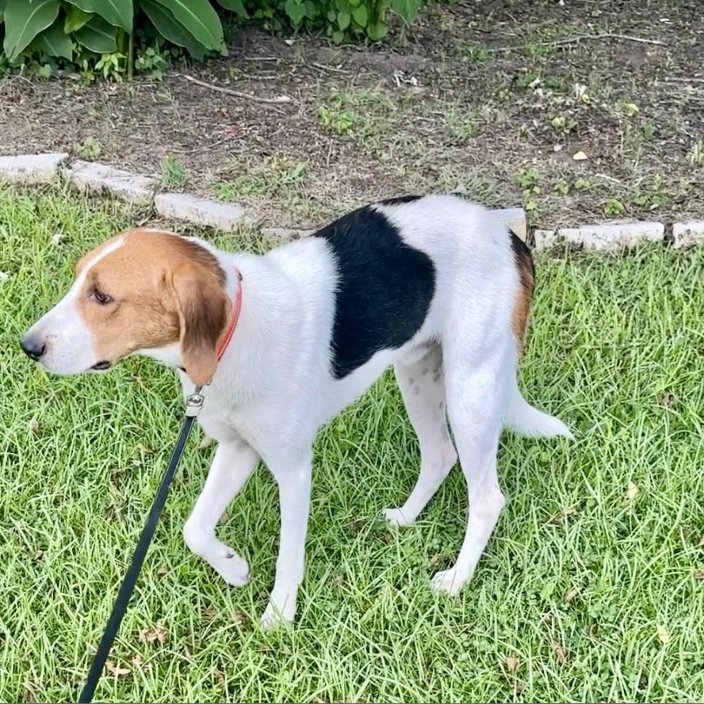 Splash, a Adoptable Treeing Walker Coonhound in Natchitoches, LA image 2/6