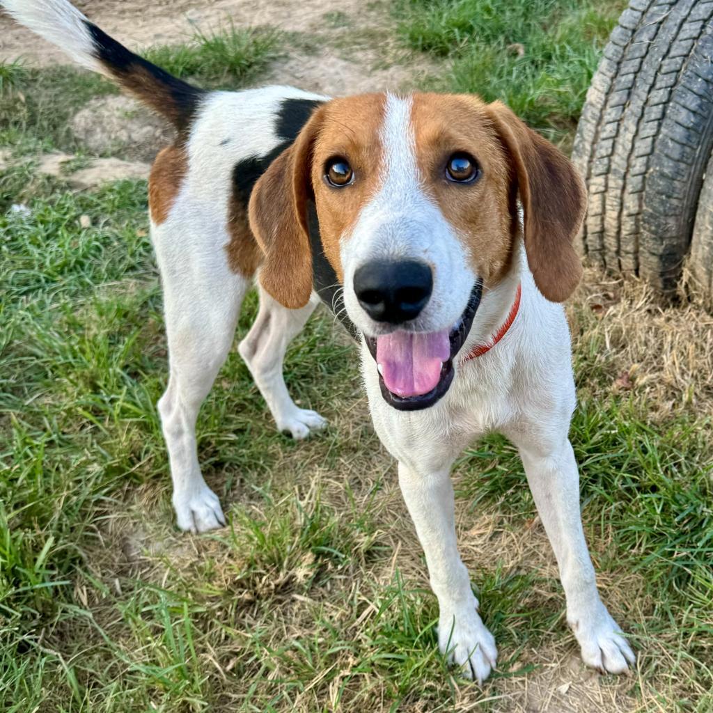 Splash, a Adoptable Treeing Walker Coonhound in Natchitoches, LA image 3/6