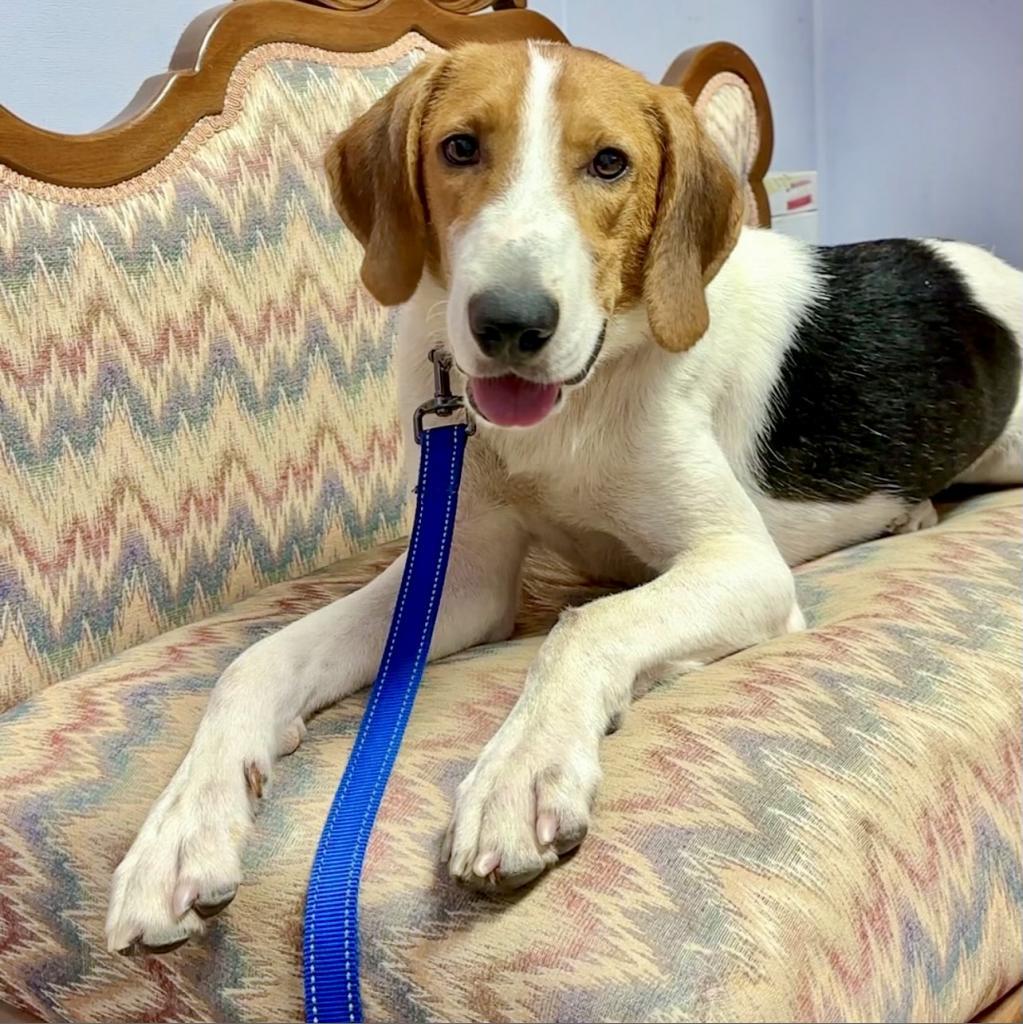 Splash, a Adoptable Treeing Walker Coonhound in Natchitoches, LA image 4/6
