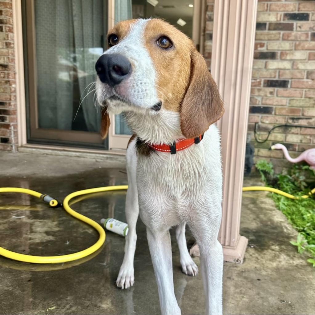 Splash, a Adoptable Treeing Walker Coonhound in Natchitoches, LA image 5/6