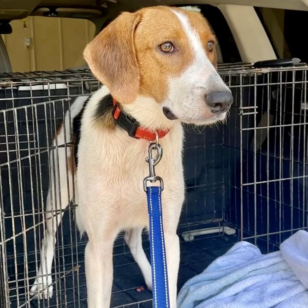 Splash, a Adoptable Treeing Walker Coonhound in Natchitoches, LA image 6/6