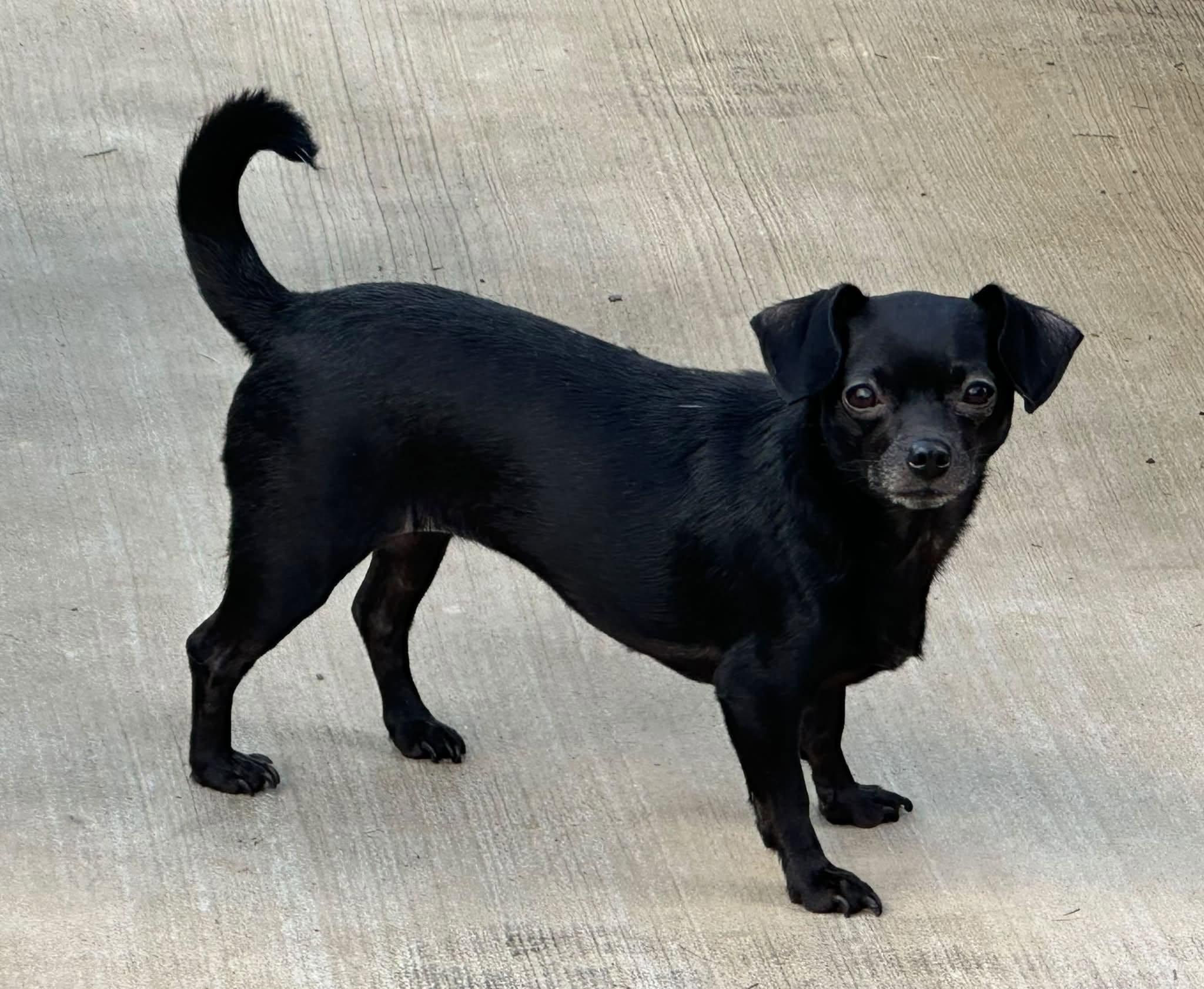 Cici, Adoptable, Young Female Chihuahua.